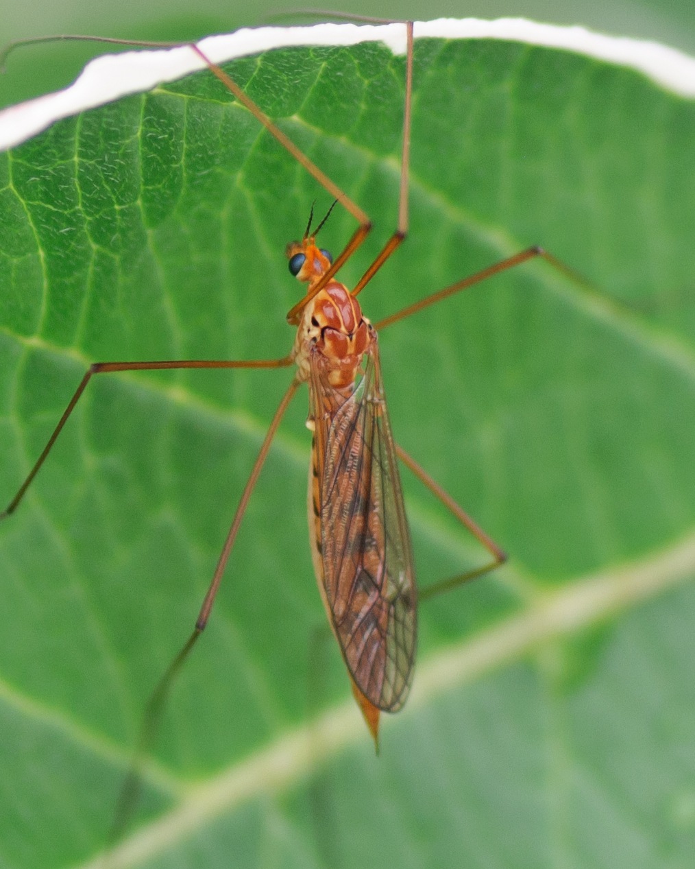 Nephrotoma