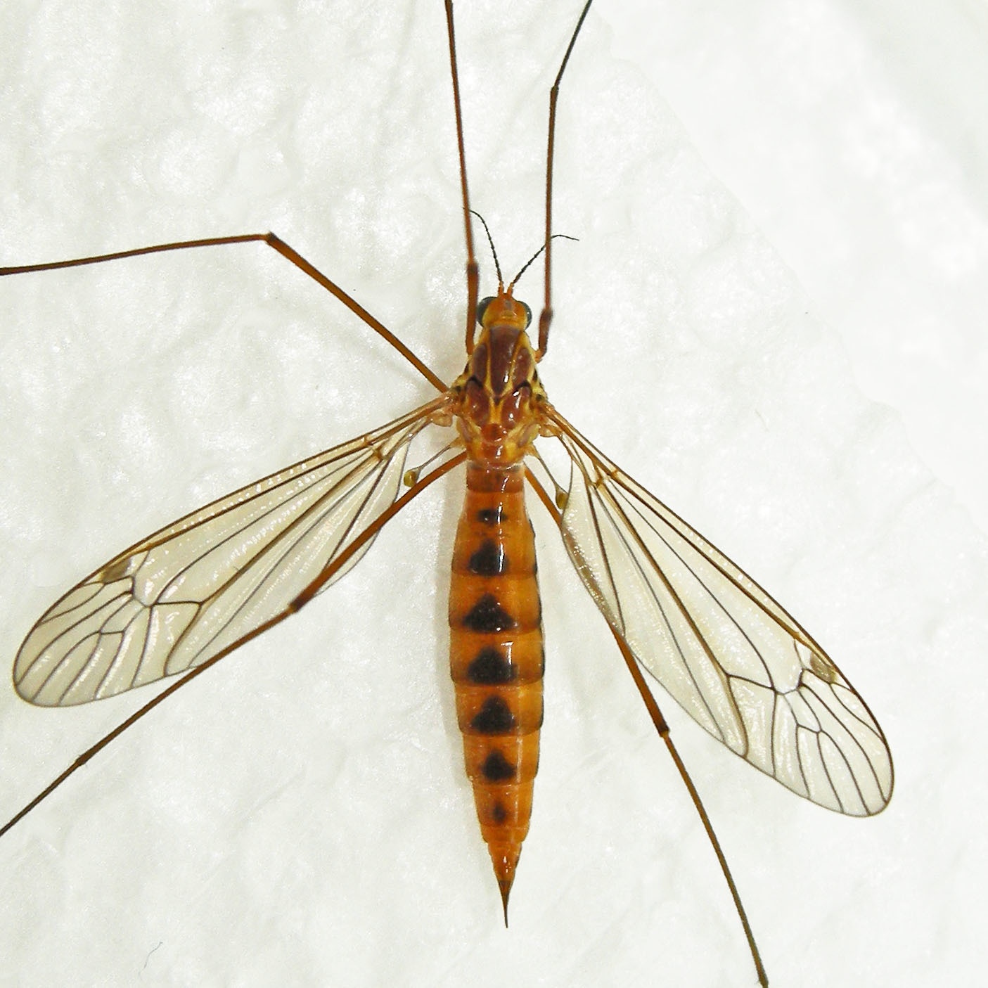 Nephrotoma