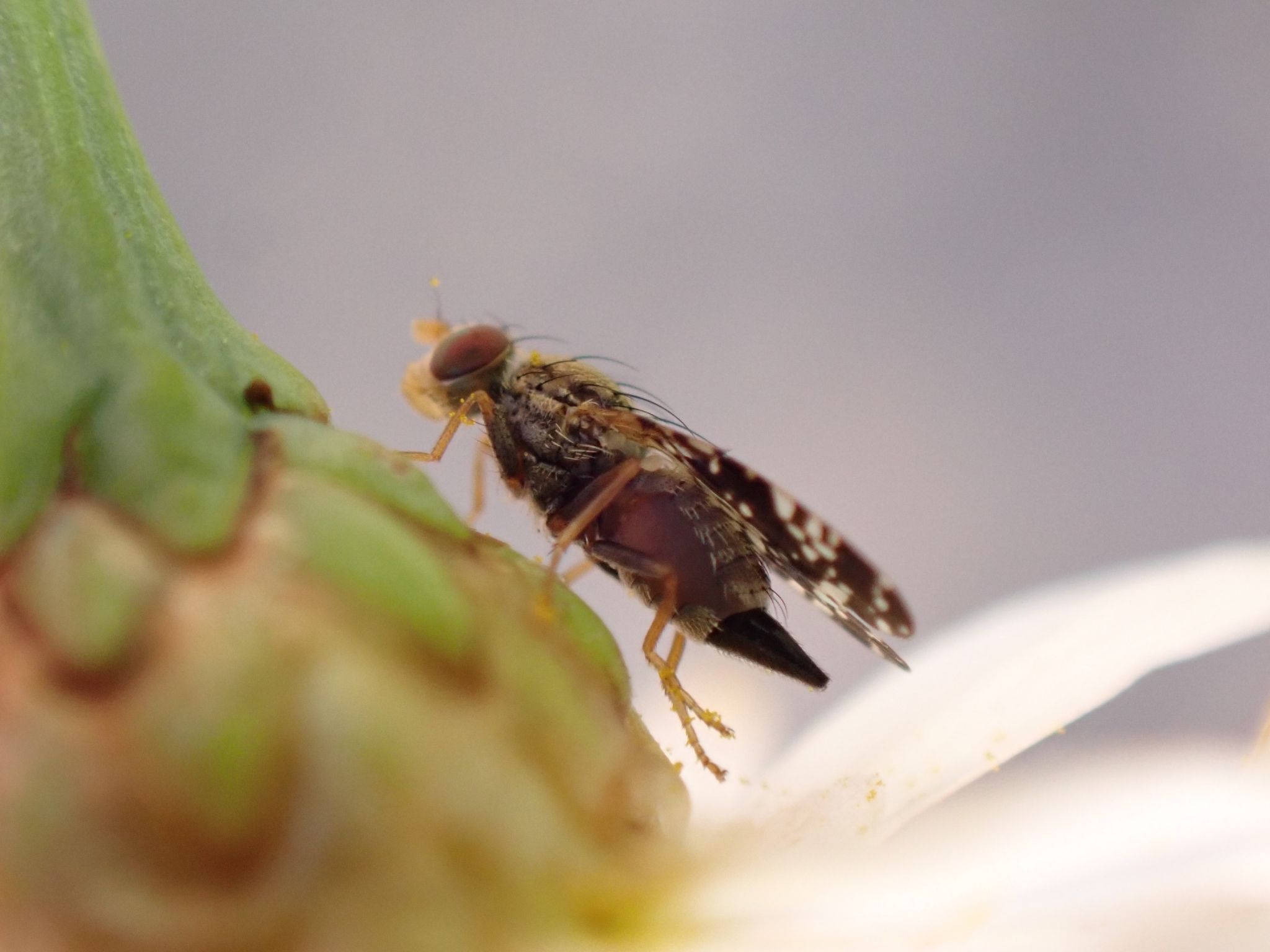 Campiglossa reticulata