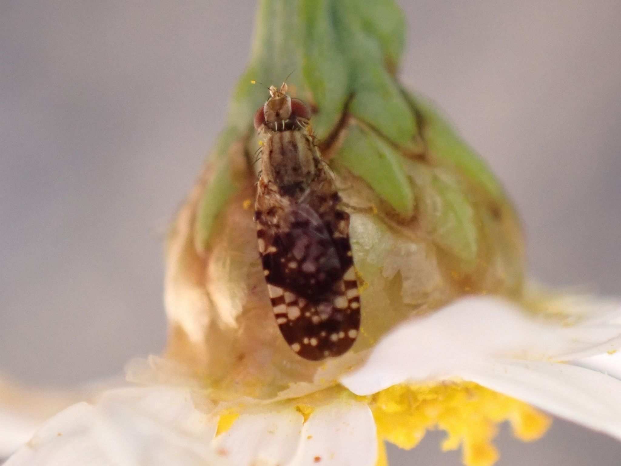 Campiglossa reticulata