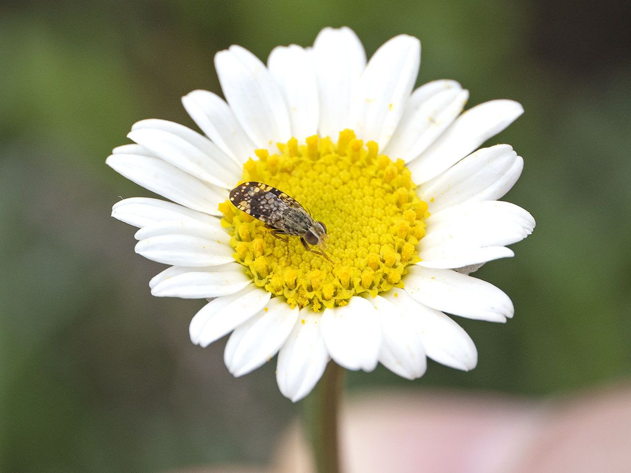 Campiglossa reticulata