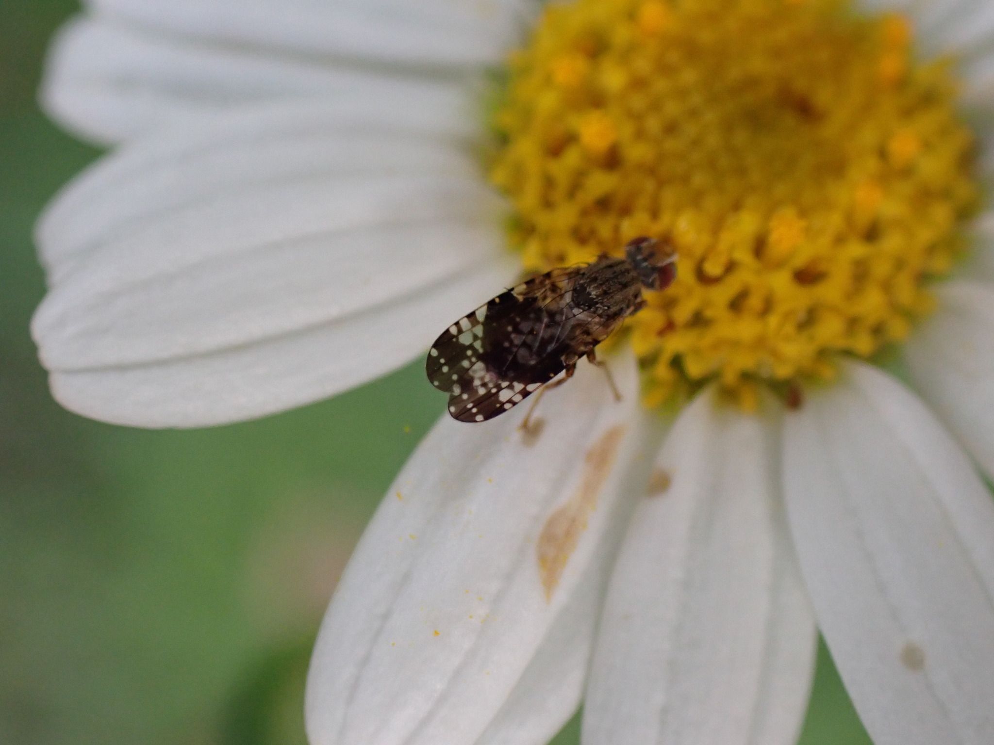 Campiglossa reticulata