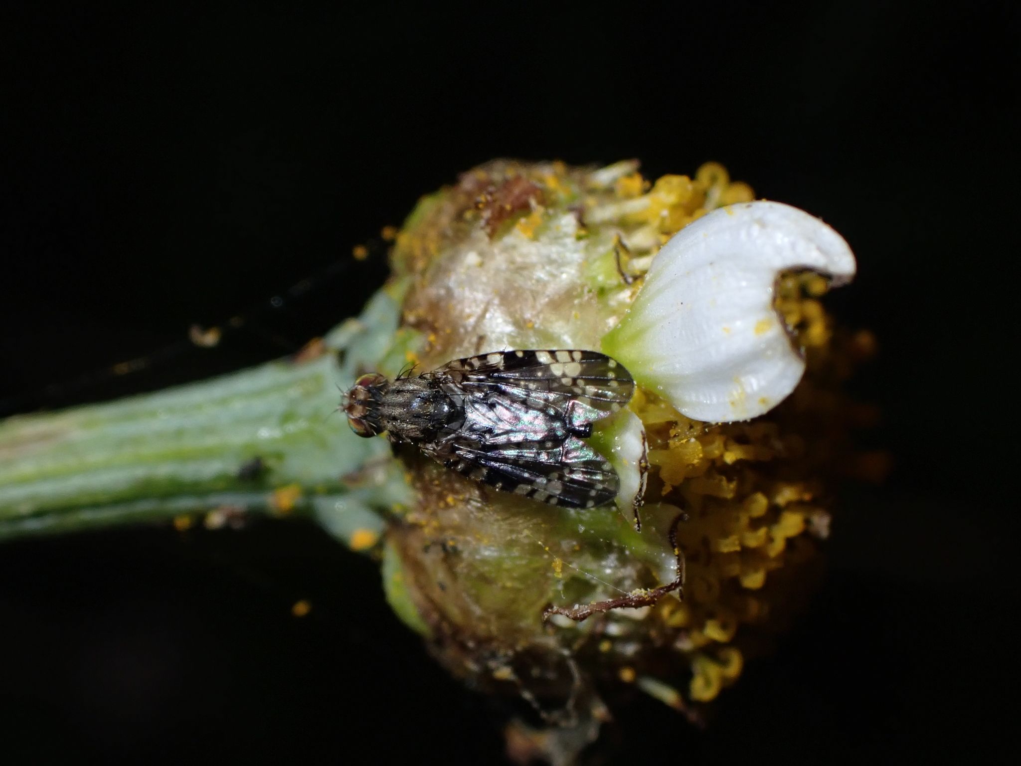 Campiglossa reticulata