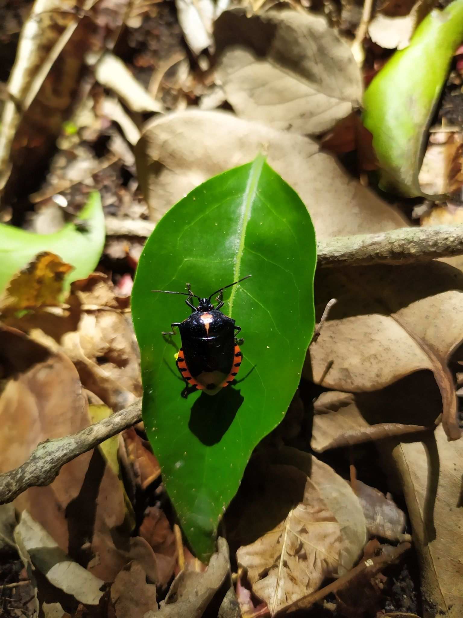 Vulsirea