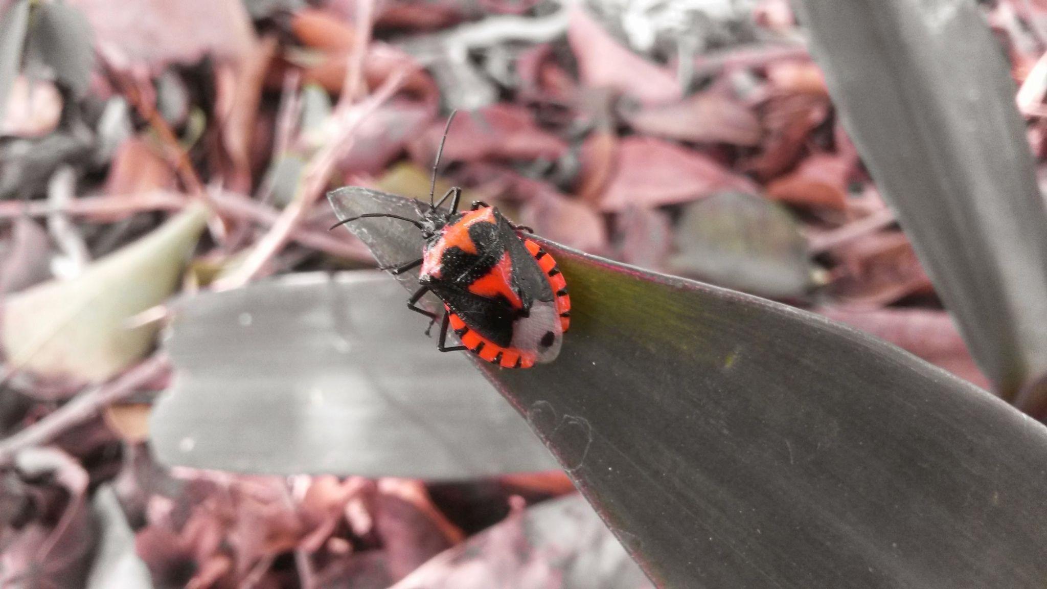 Vulsirea