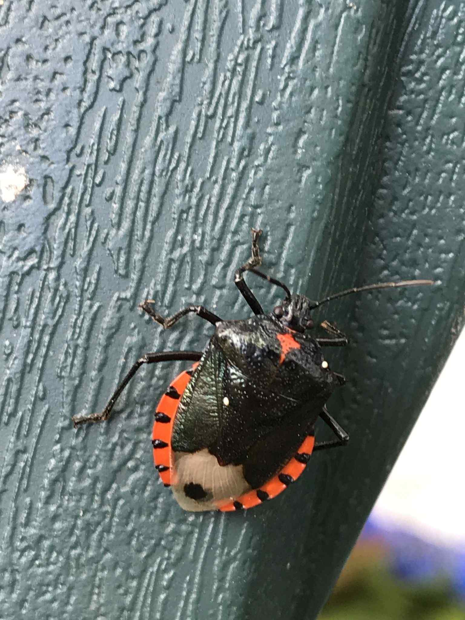 Vulsirea
