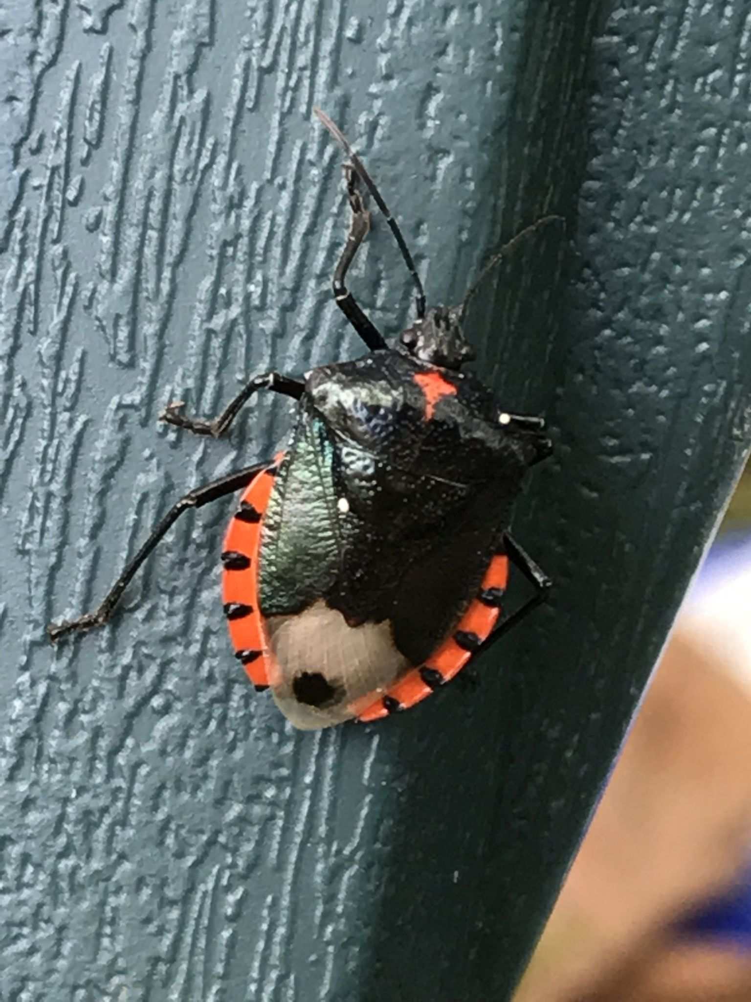 Vulsirea