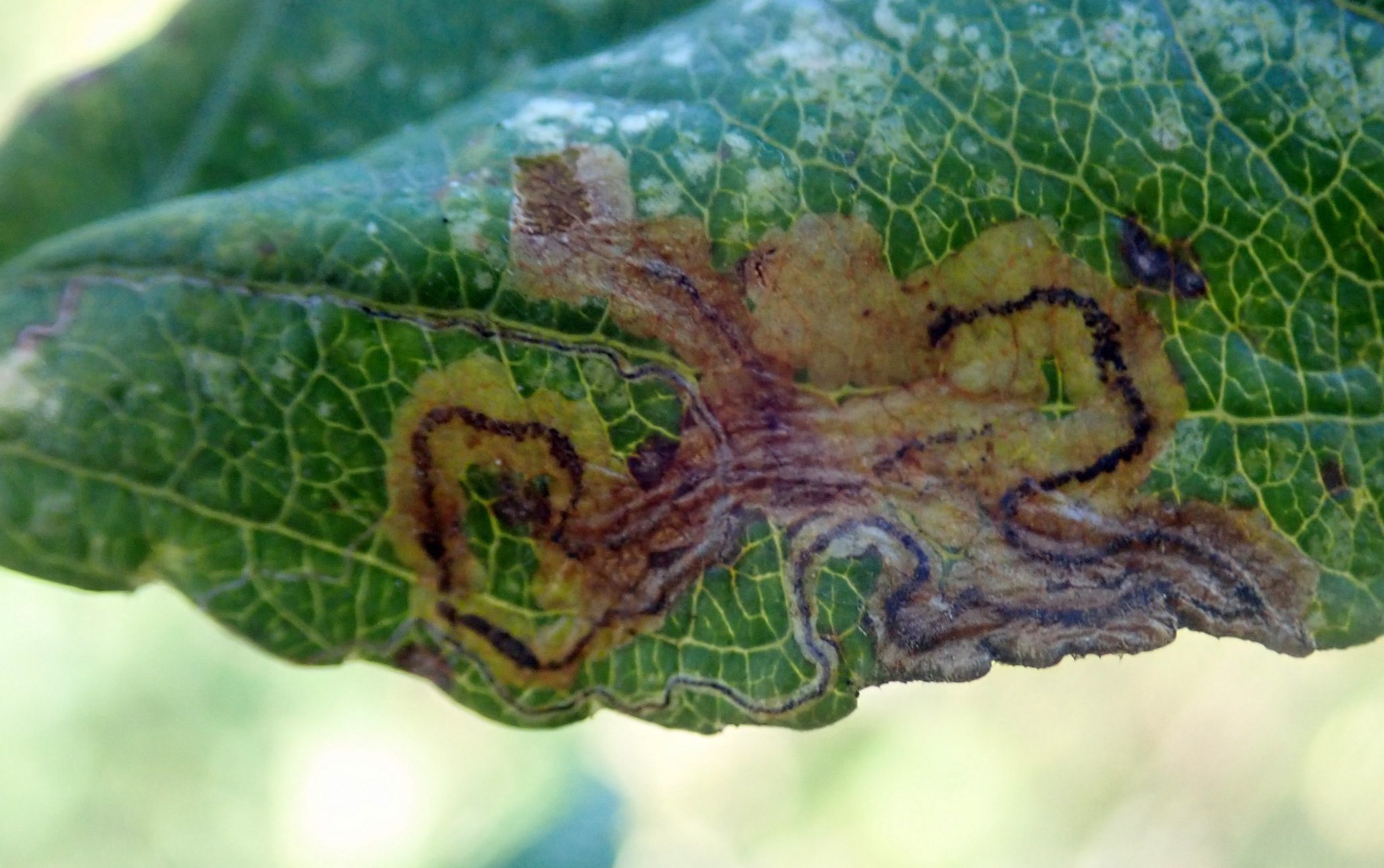 Stigmella malella