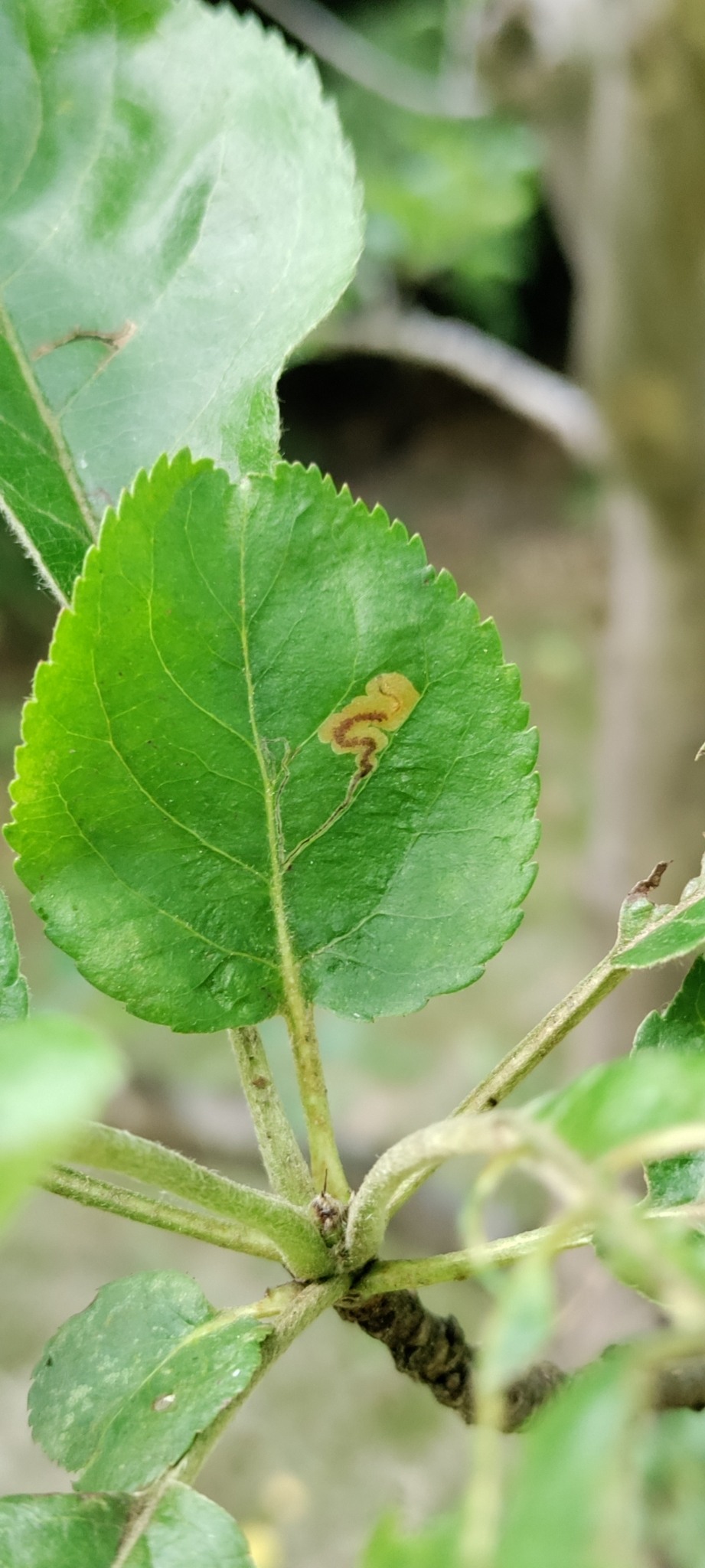 Stigmella malella