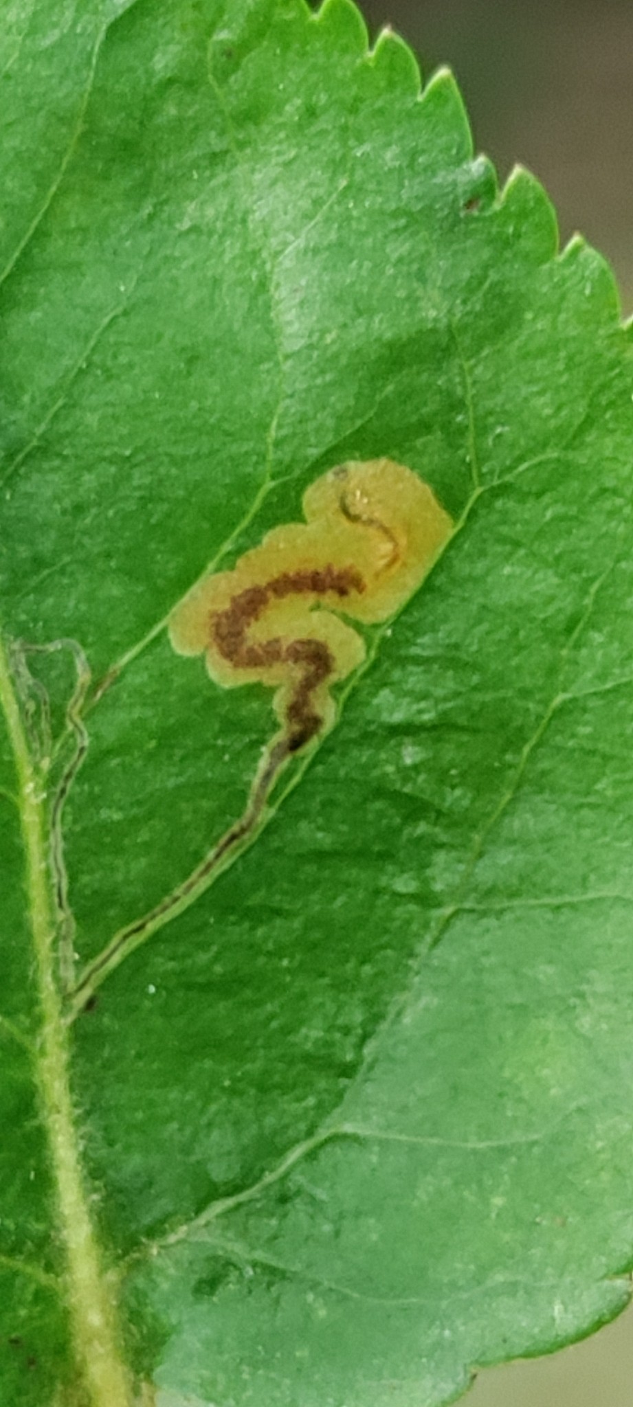 Stigmella malella