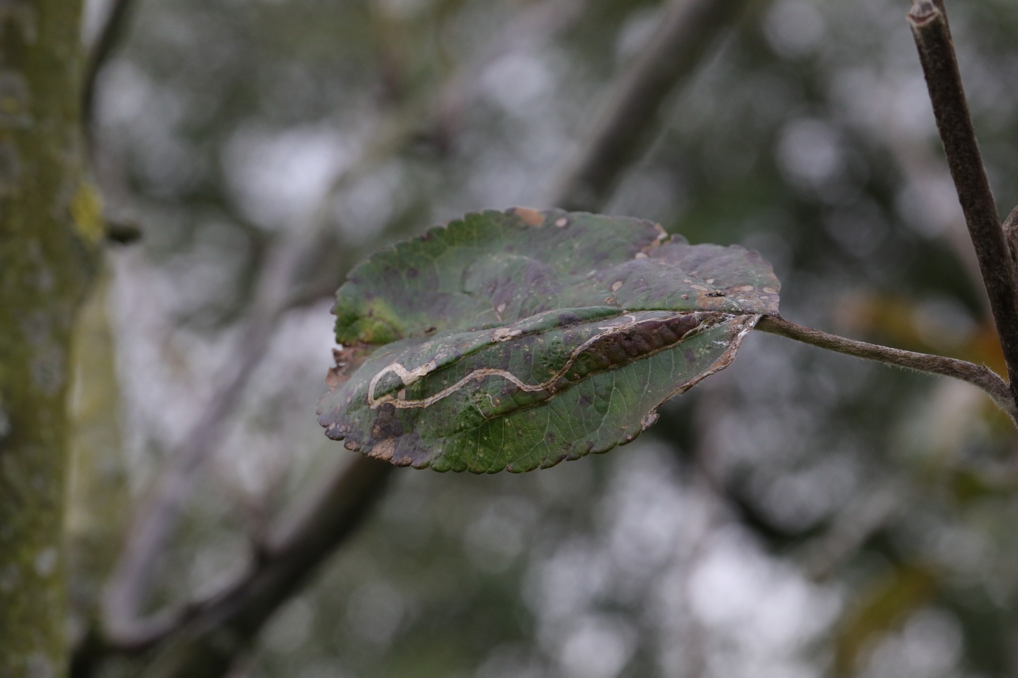 Stigmella malella