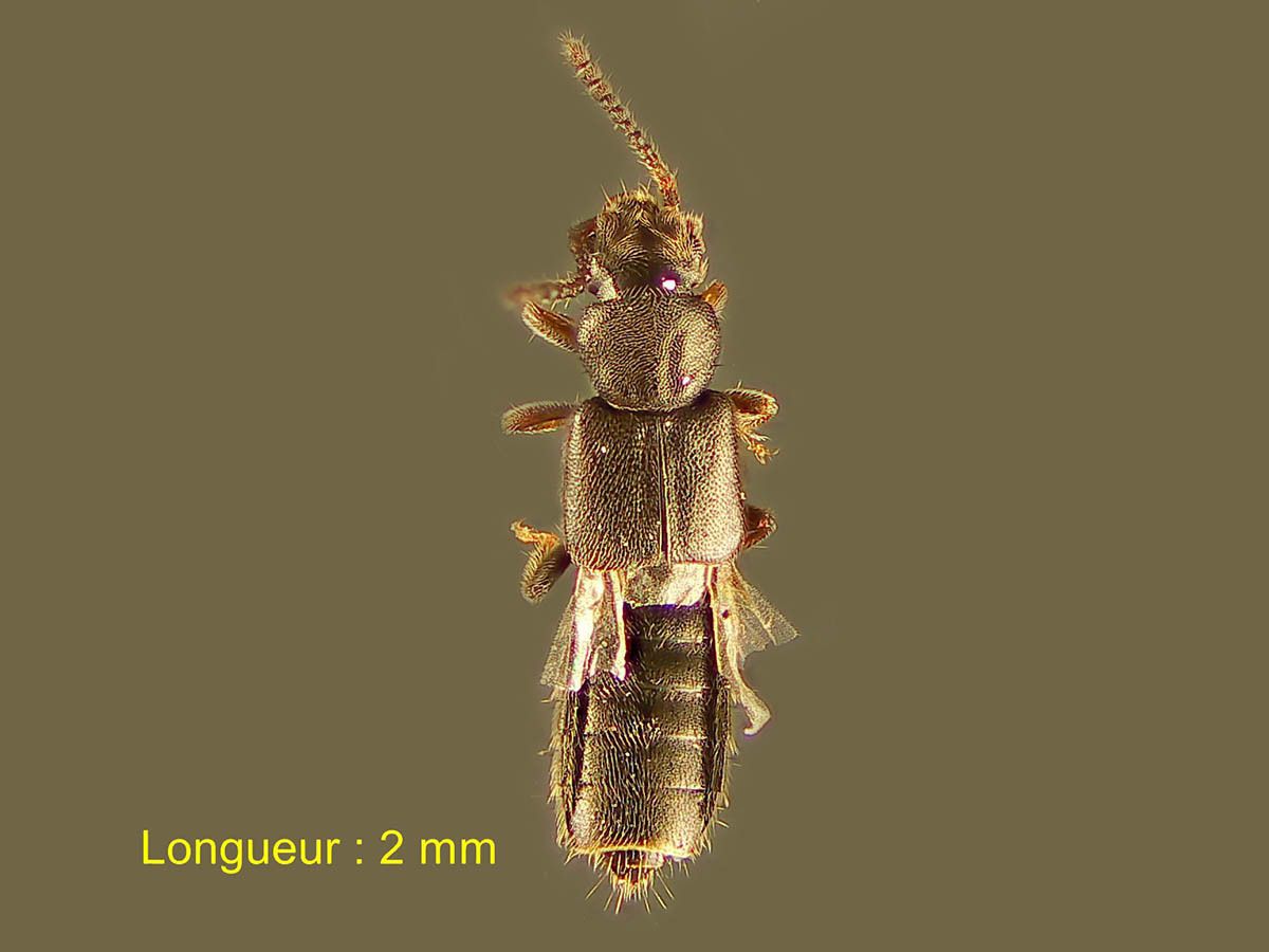 Carpelimus corticinus