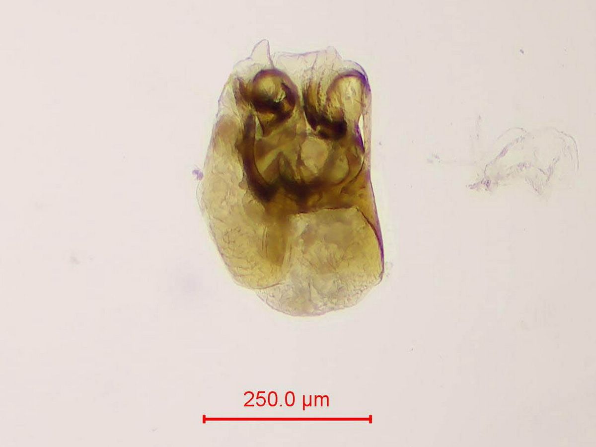 Carpelimus corticinus