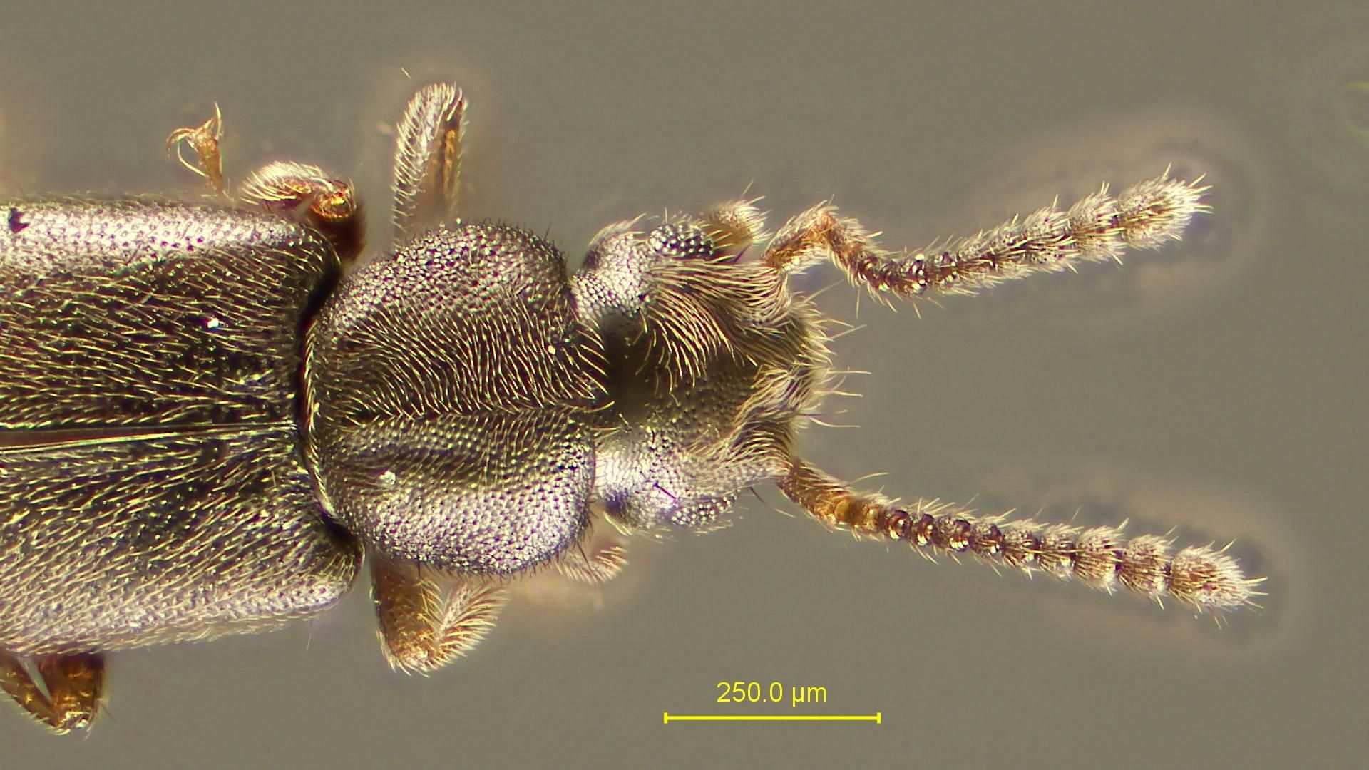 Carpelimus corticinus