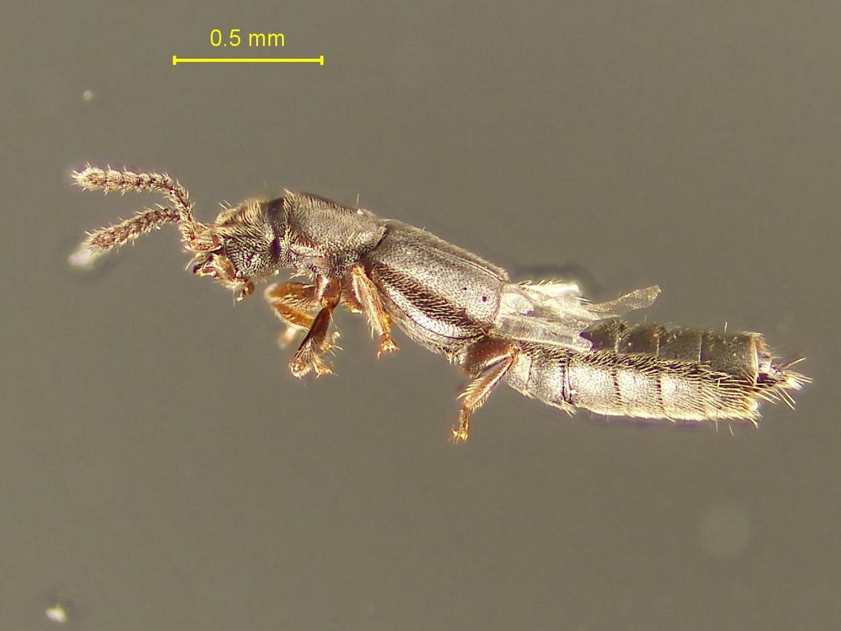 Carpelimus corticinus