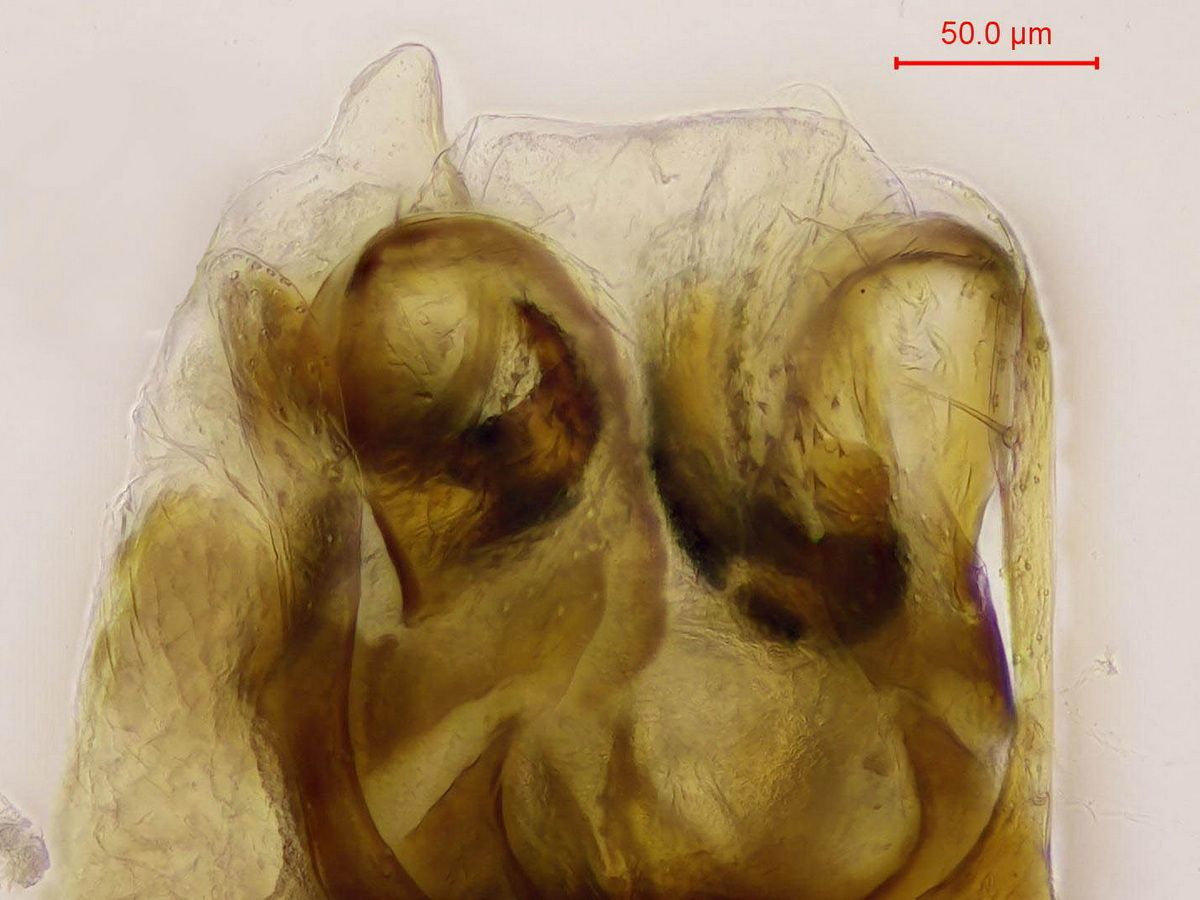 Carpelimus corticinus