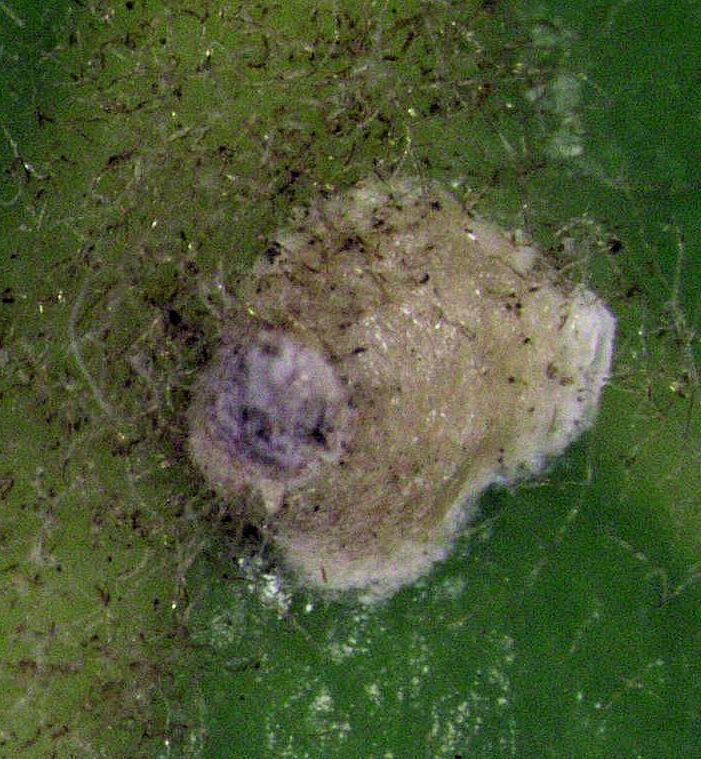 Hemiberlesia rapax
