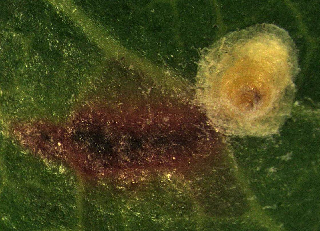 Hemiberlesia rapax
