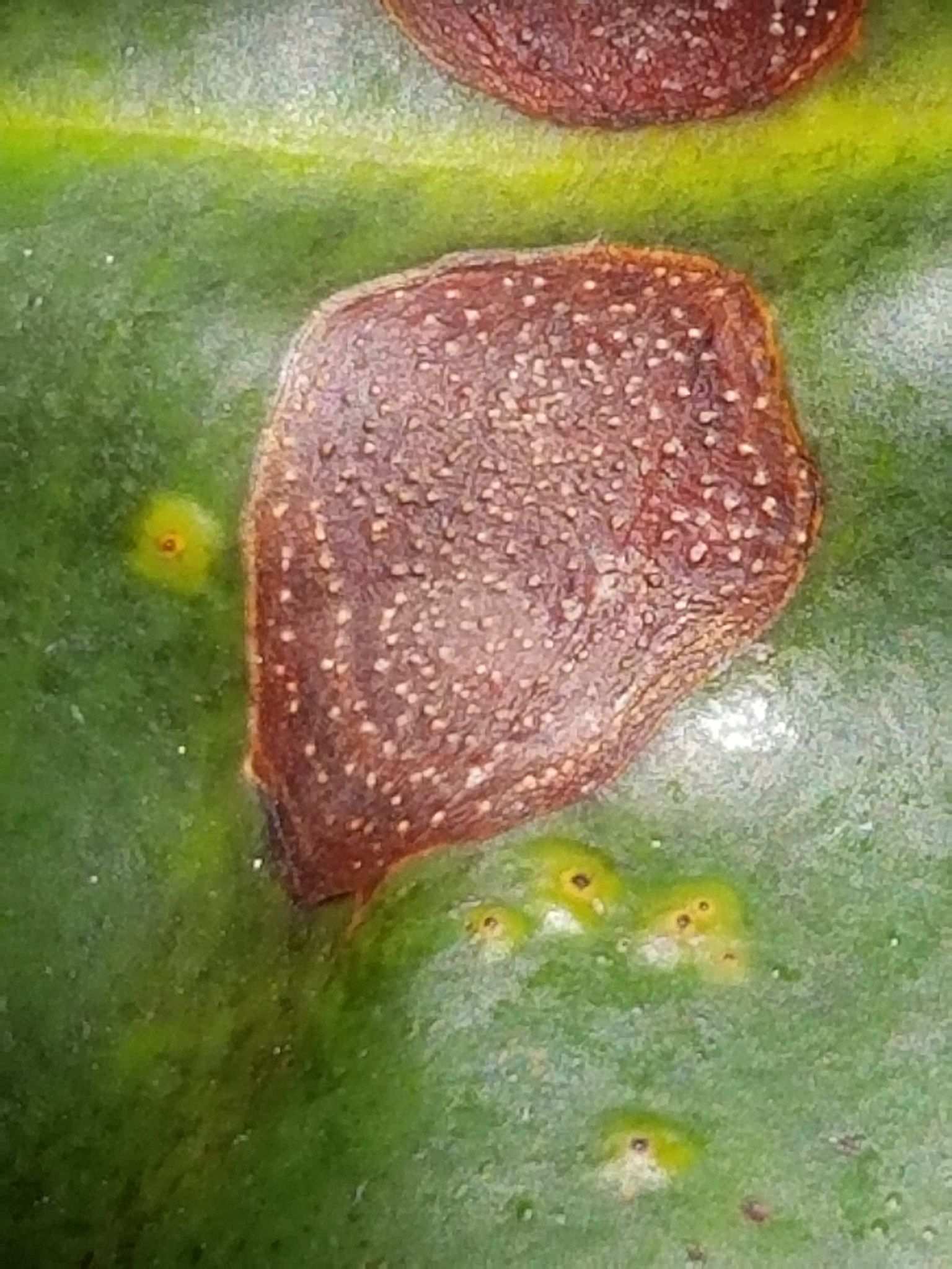 Pestalotiopsis versicolor