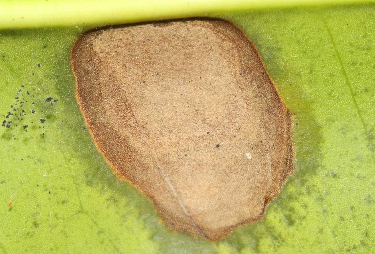 Pestalotiopsis versicolor