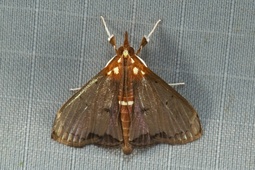 Deanolis sublimbalis