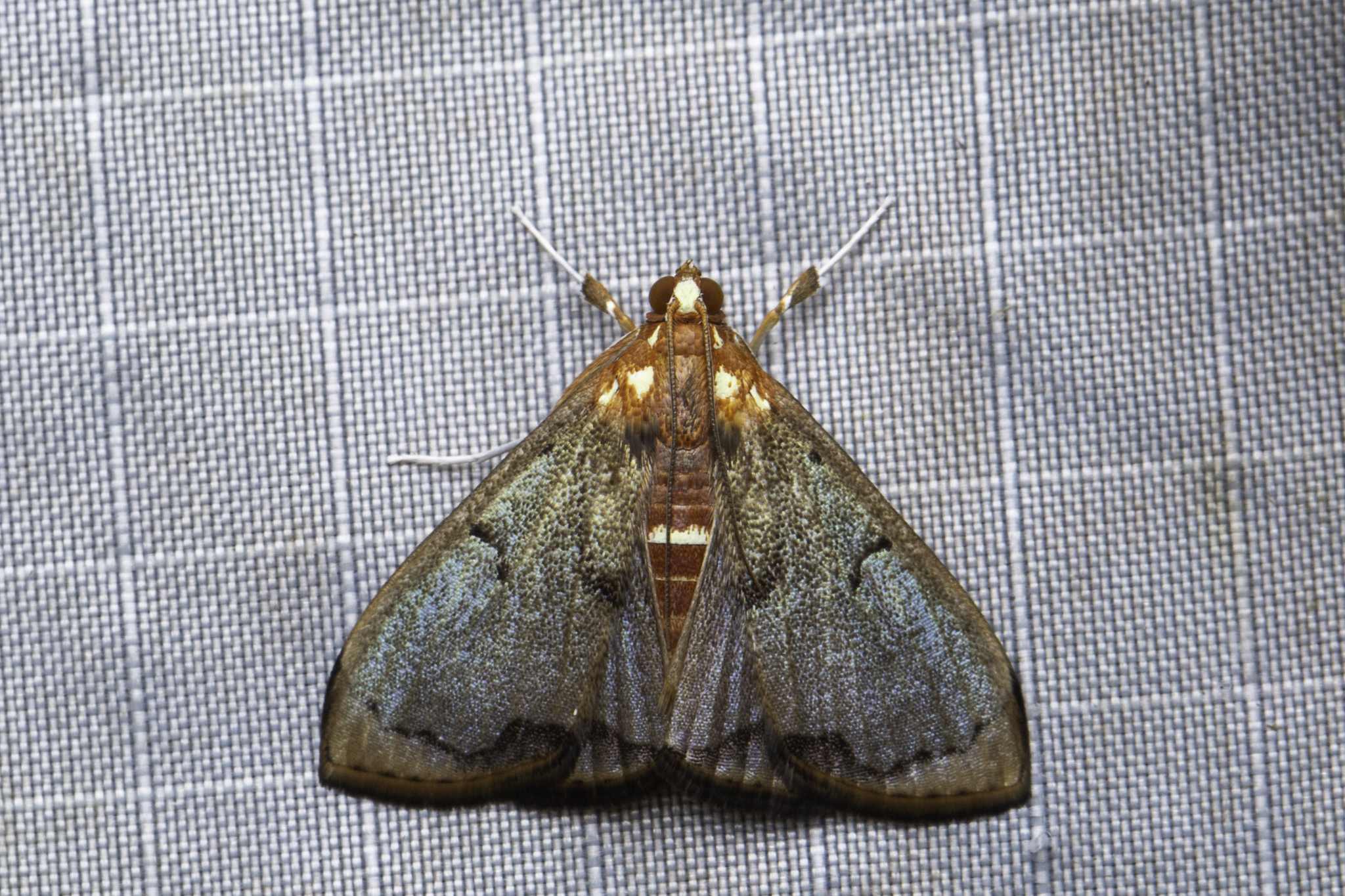 Deanolis sublimbalis