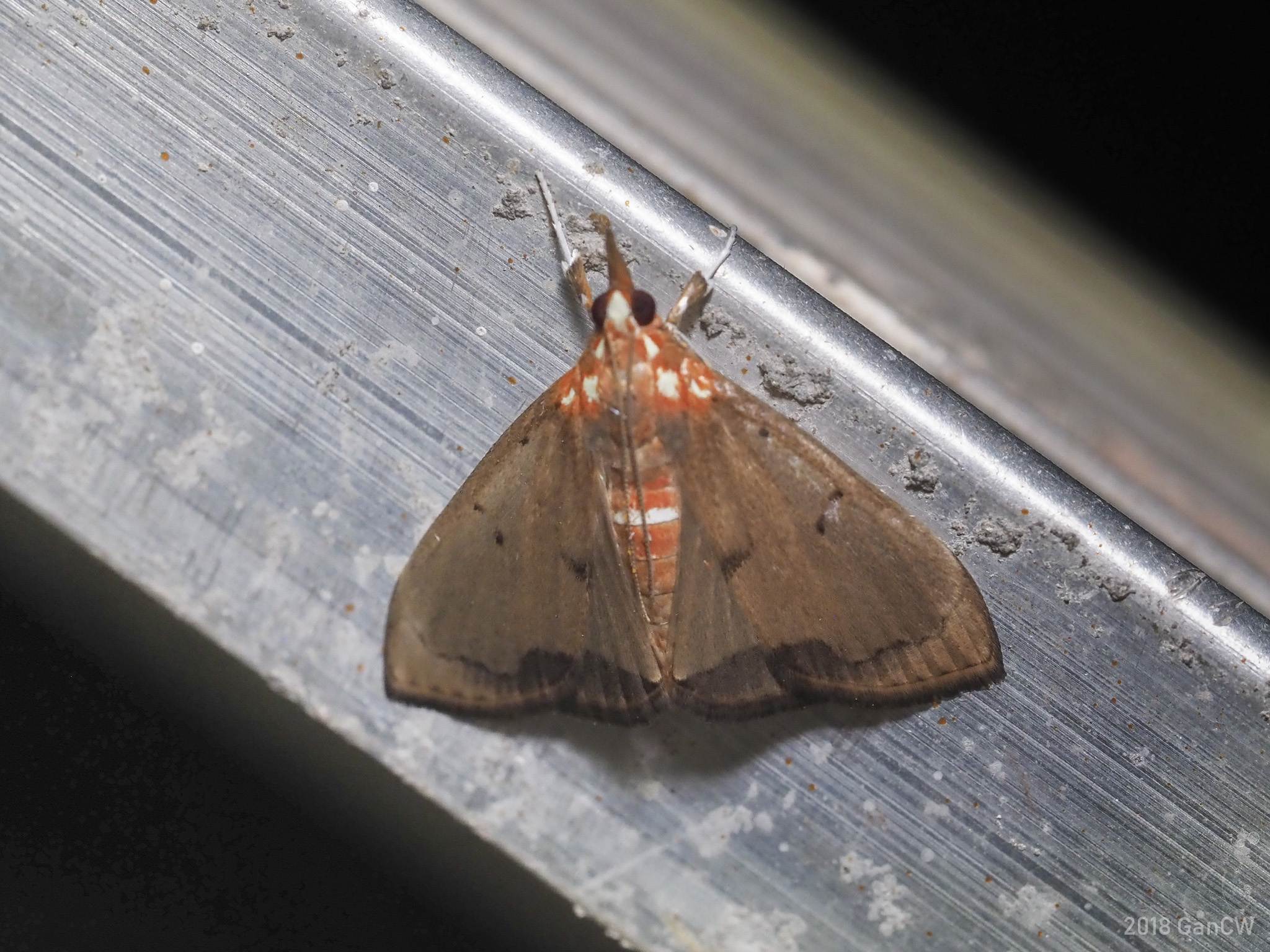 Deanolis sublimbalis