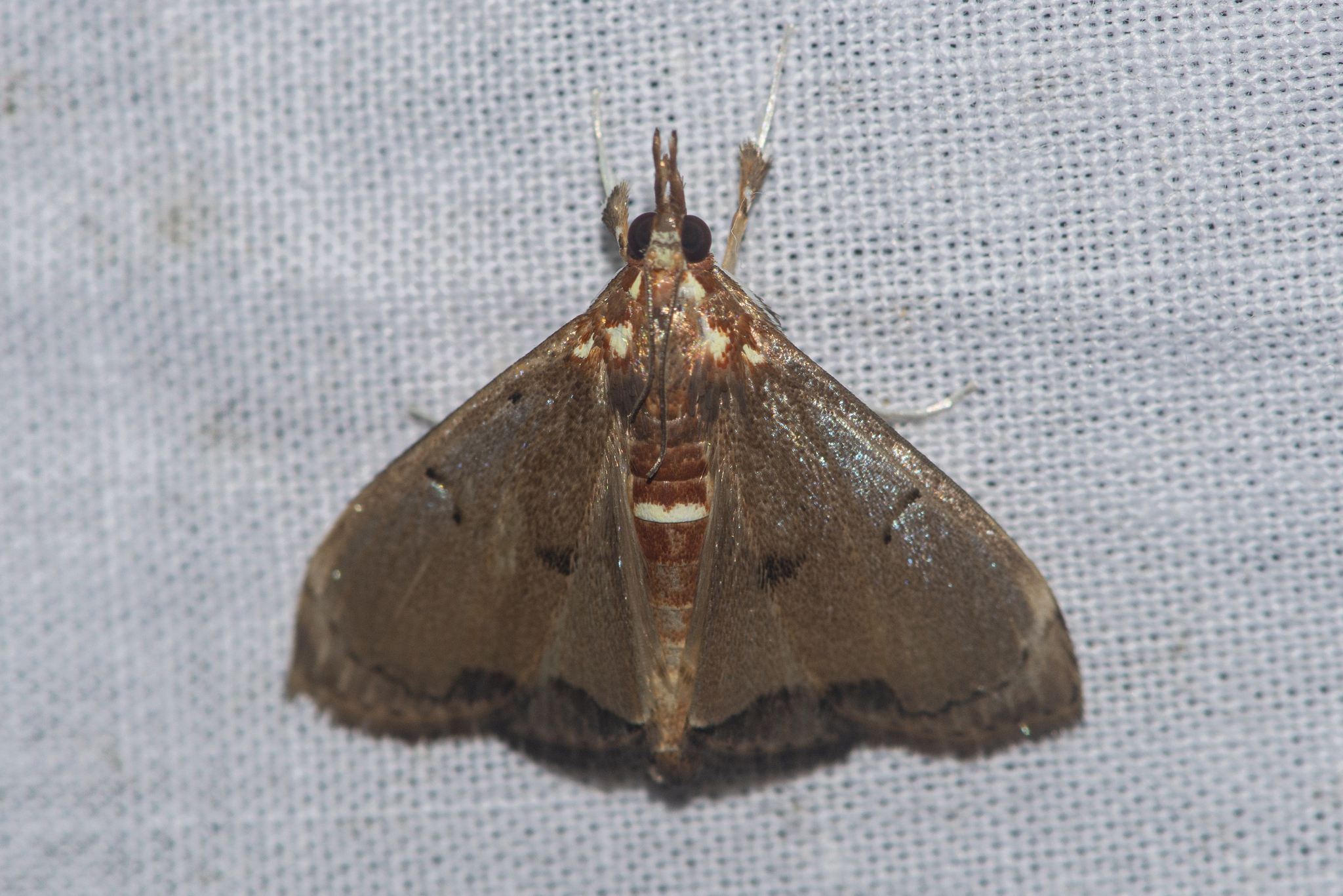 Deanolis sublimbalis