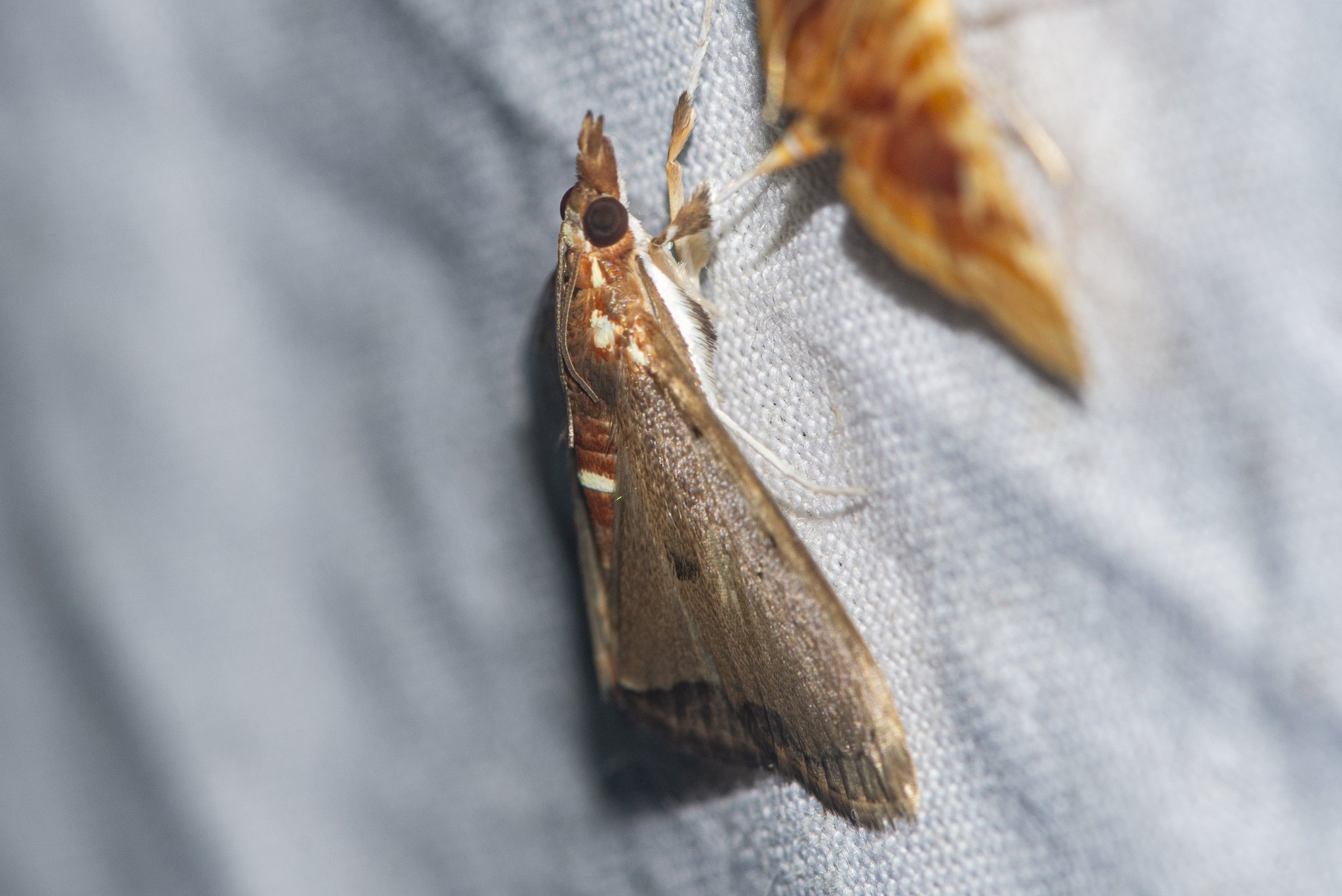 Deanolis sublimbalis