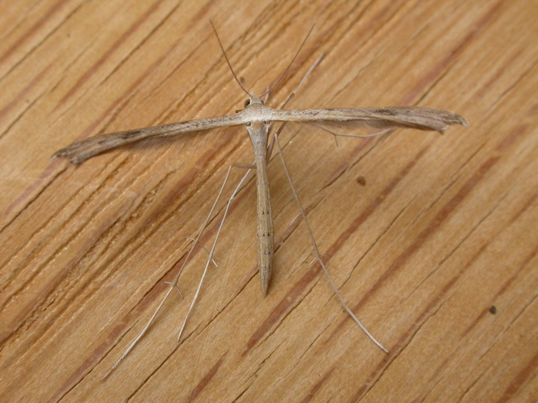 Stenoptilia
