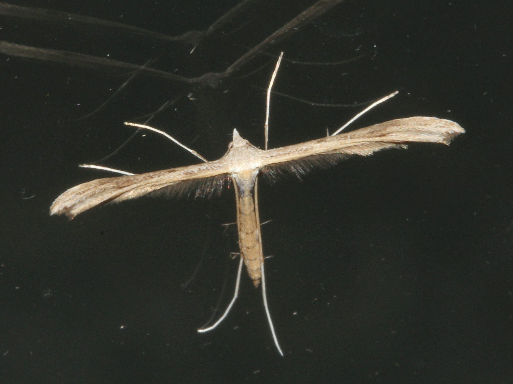 Stenoptilia