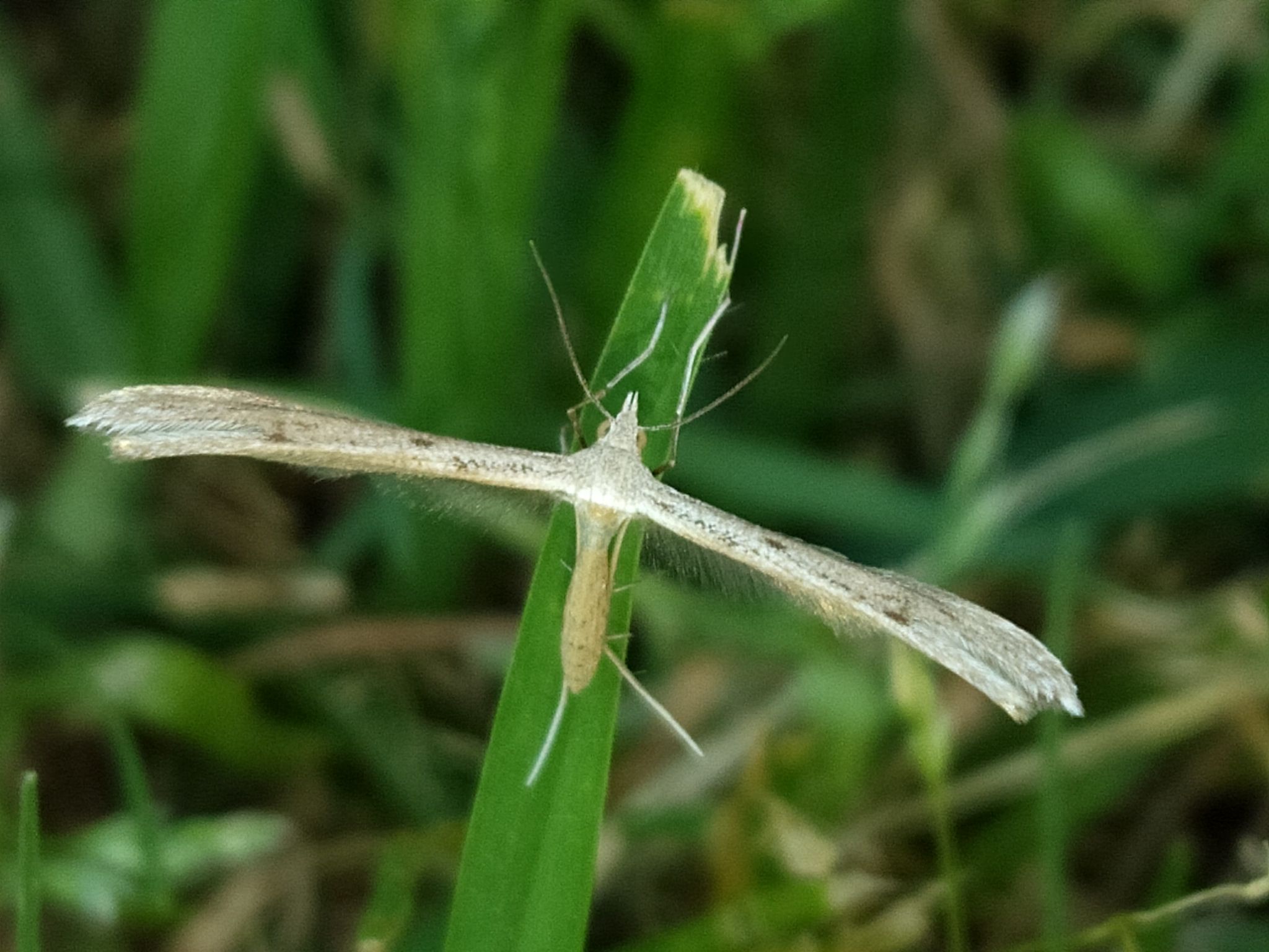 Stenoptilia
