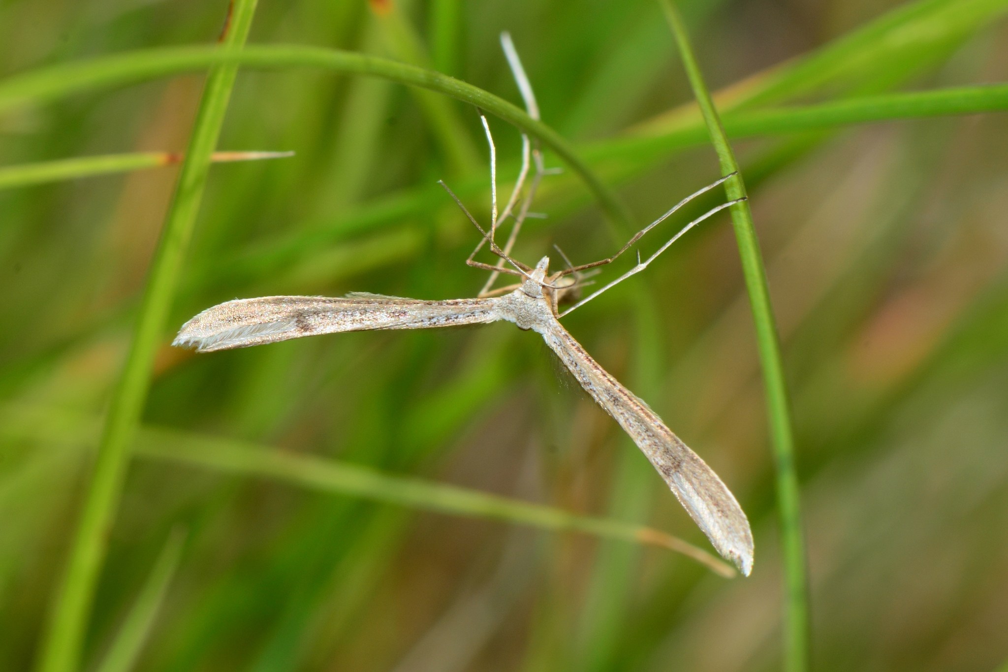 Stenoptilia