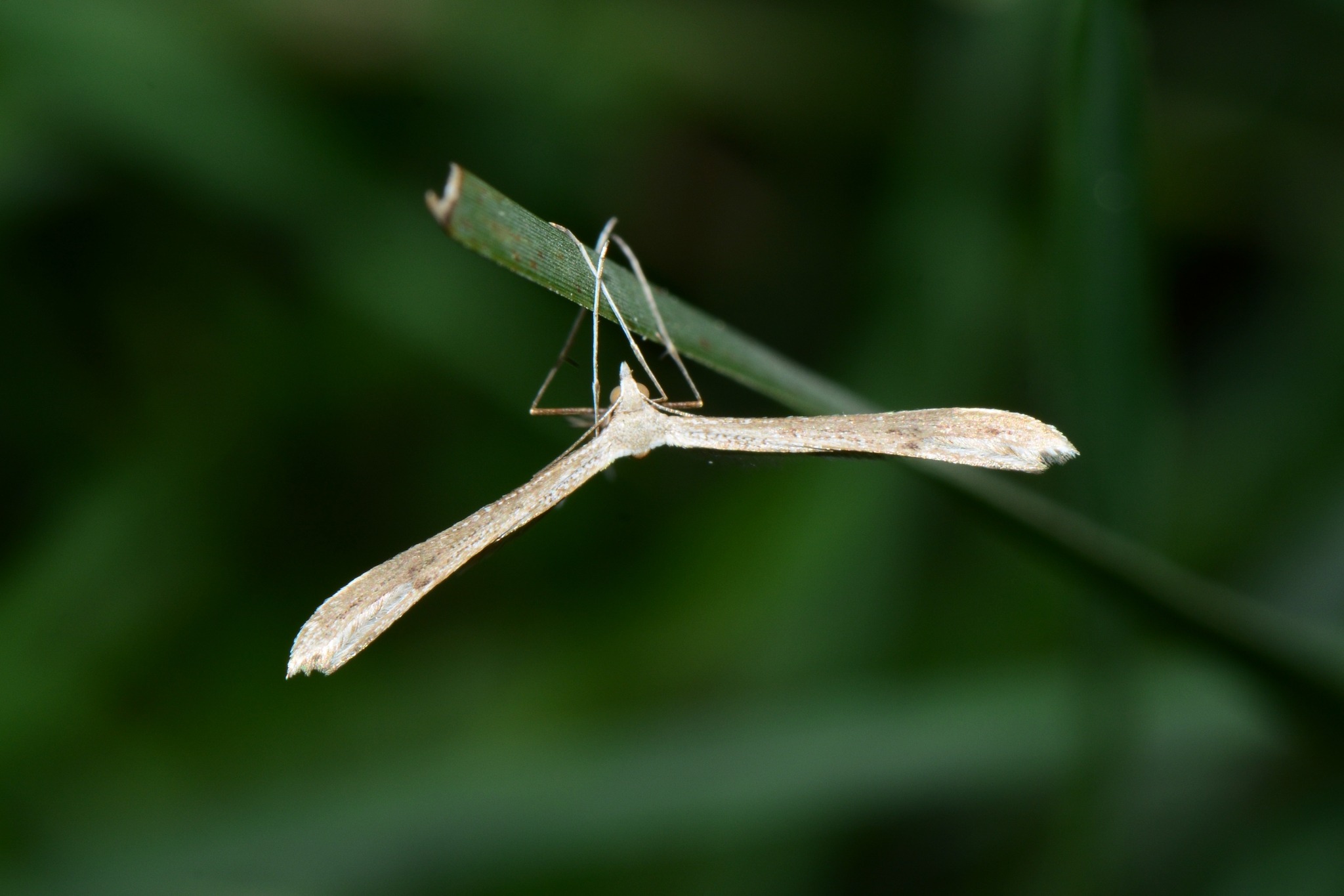 Stenoptilia