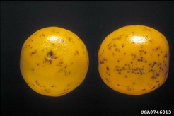 Phyllosticta citricarpa