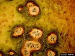 Phyllosticta citricarpa