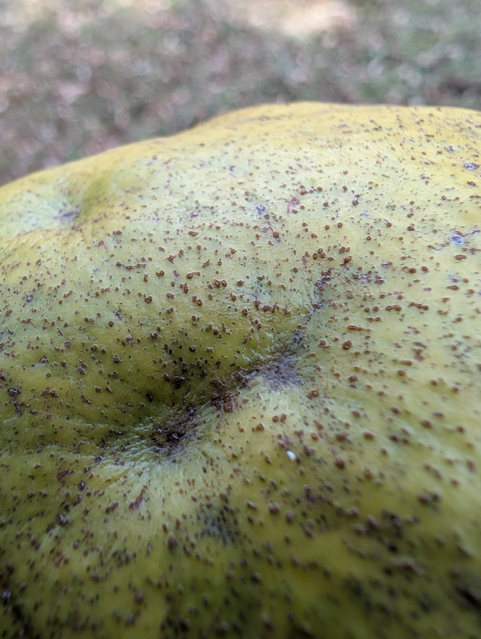 Phyllosticta citricarpa