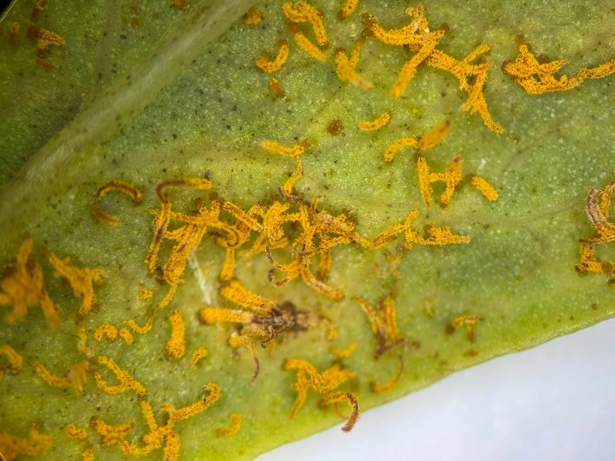 Cronartium comandrae