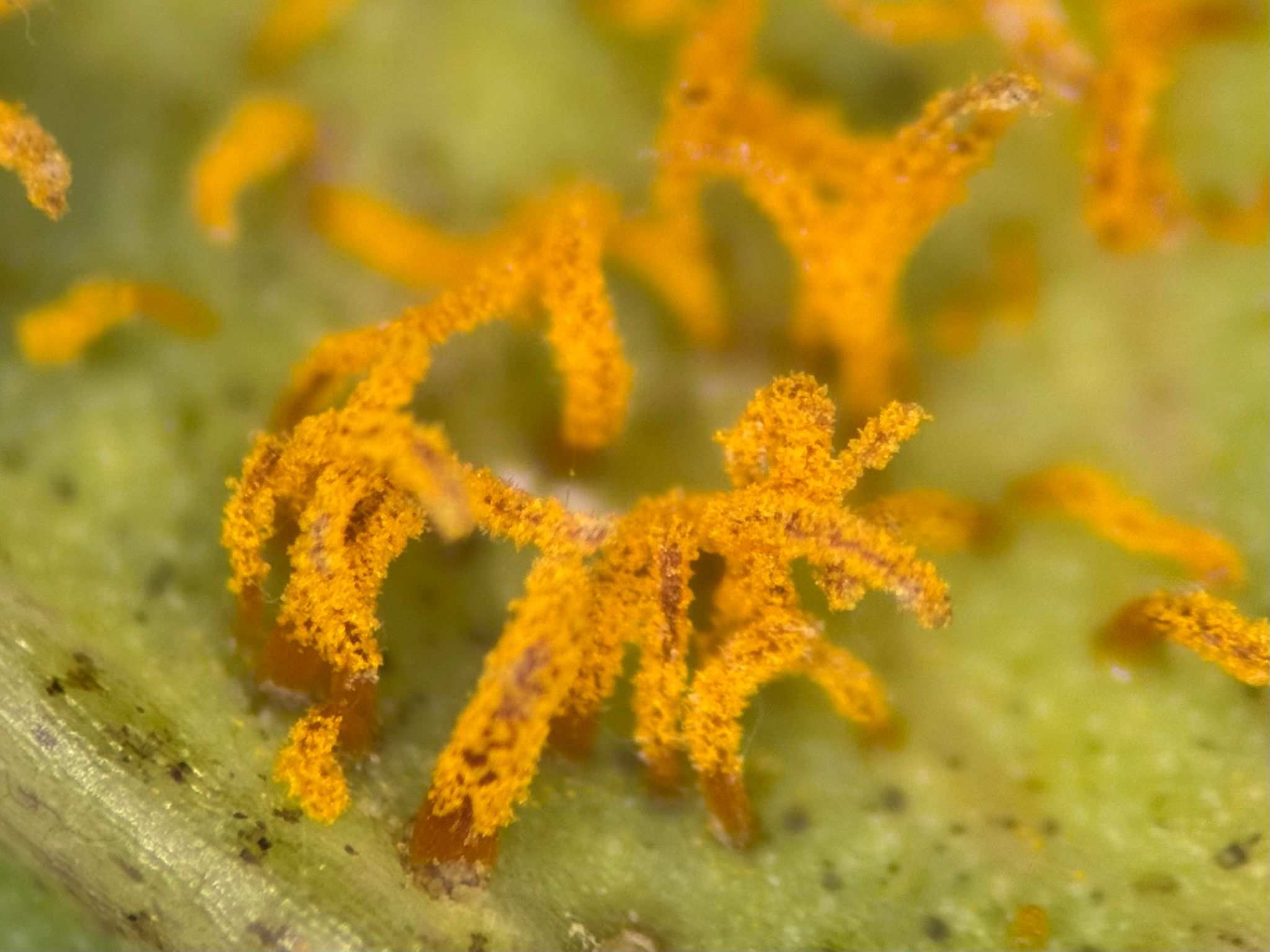 Cronartium comandrae