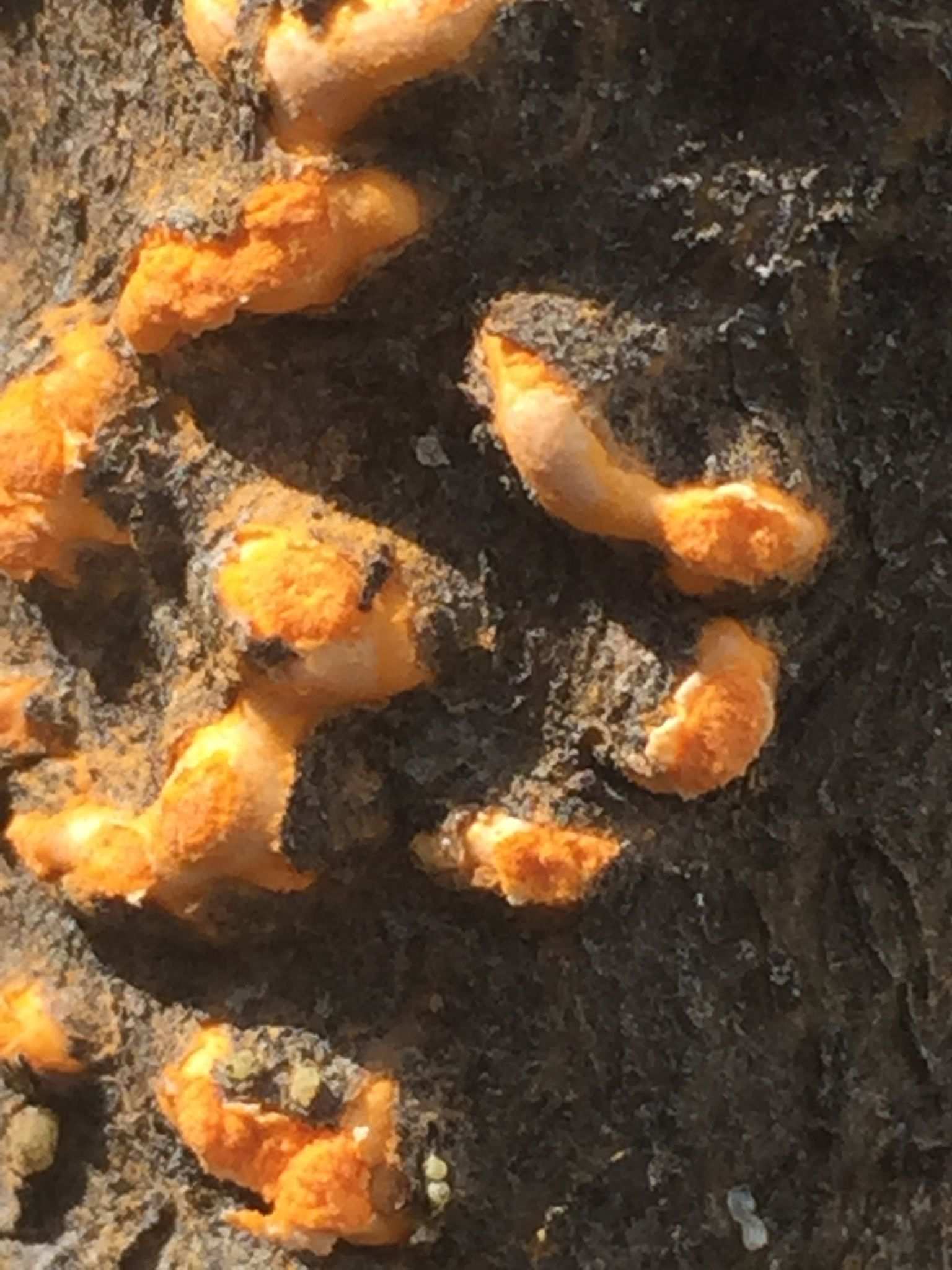 Cronartium comandrae