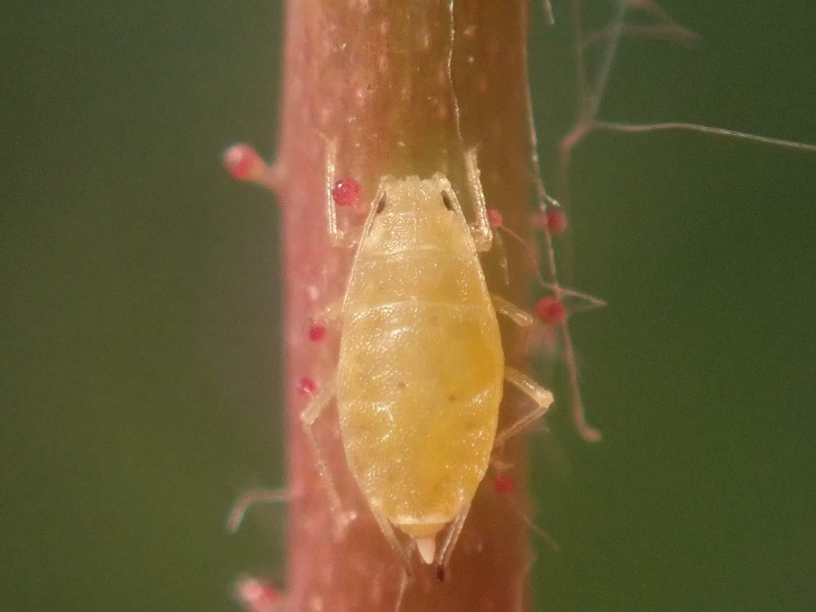 Myzaphis rosarum