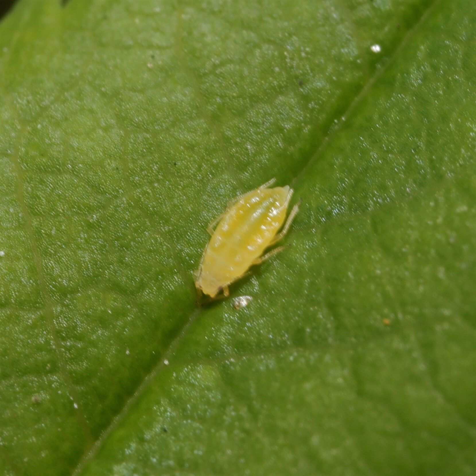 Myzaphis rosarum