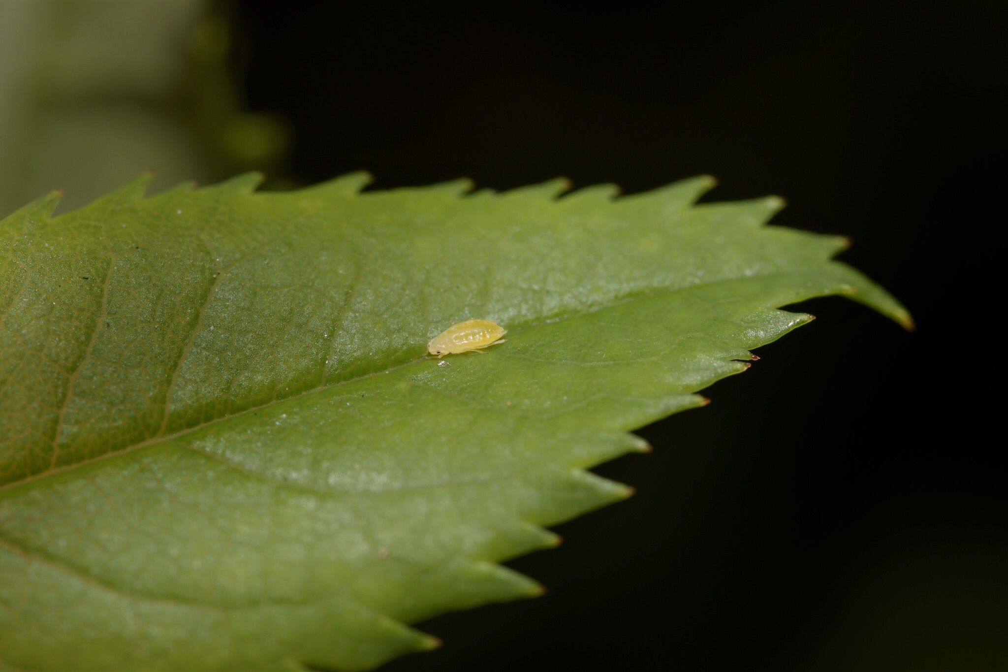Myzaphis rosarum