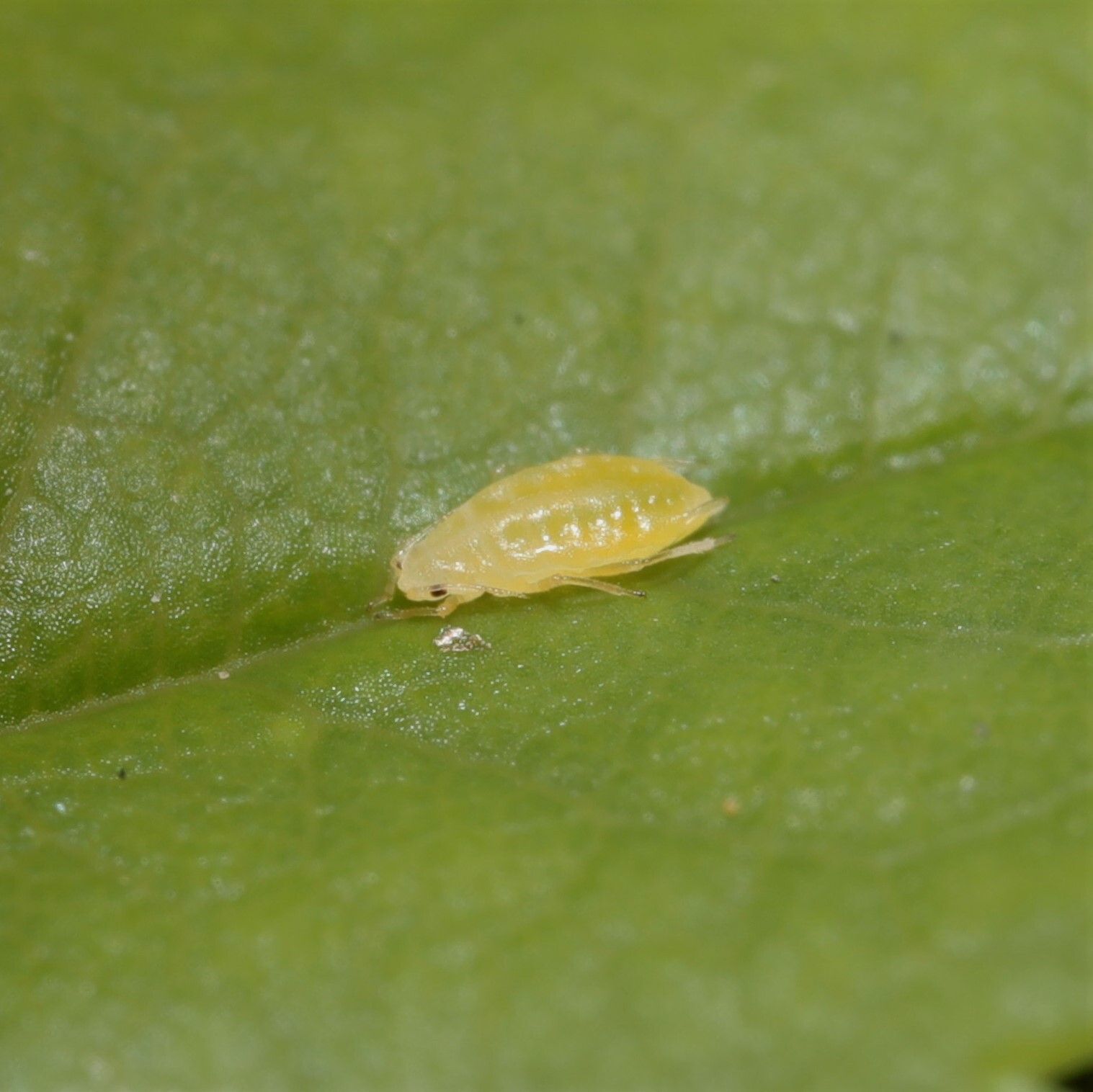 Myzaphis rosarum