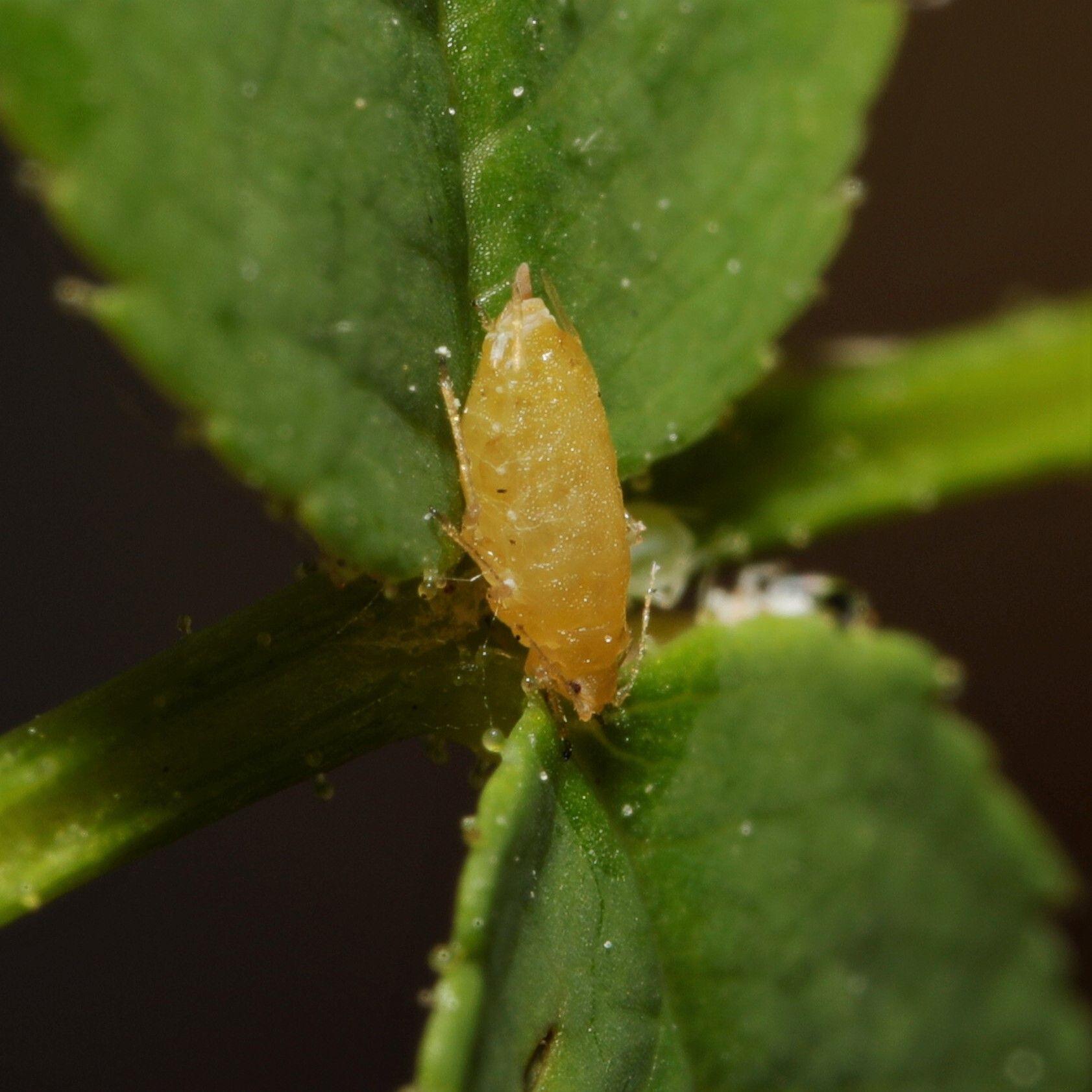 Myzaphis rosarum