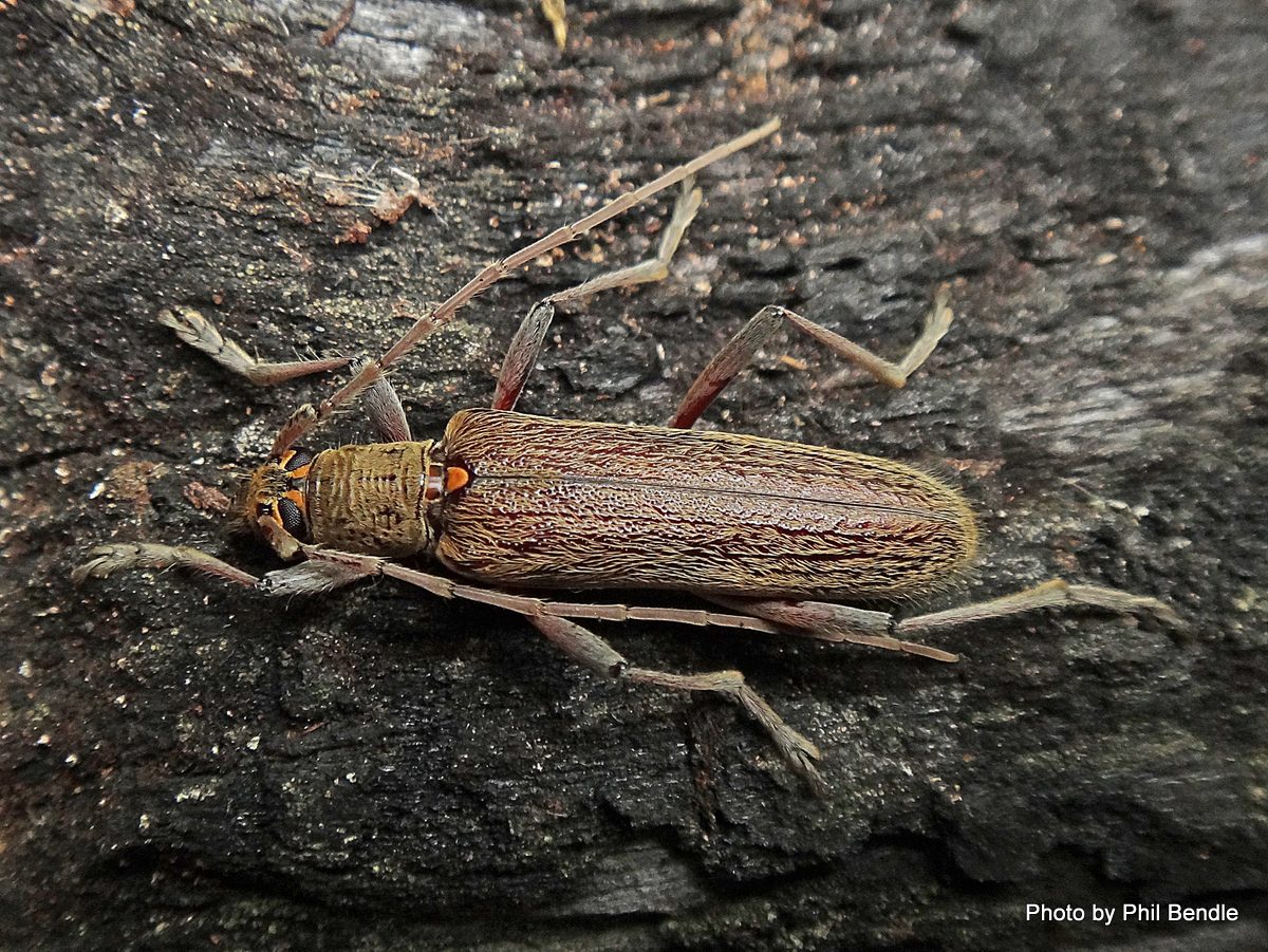 Oemona hirta