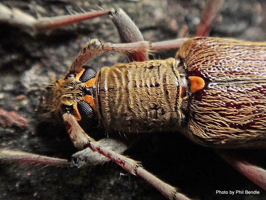 Oemona hirta