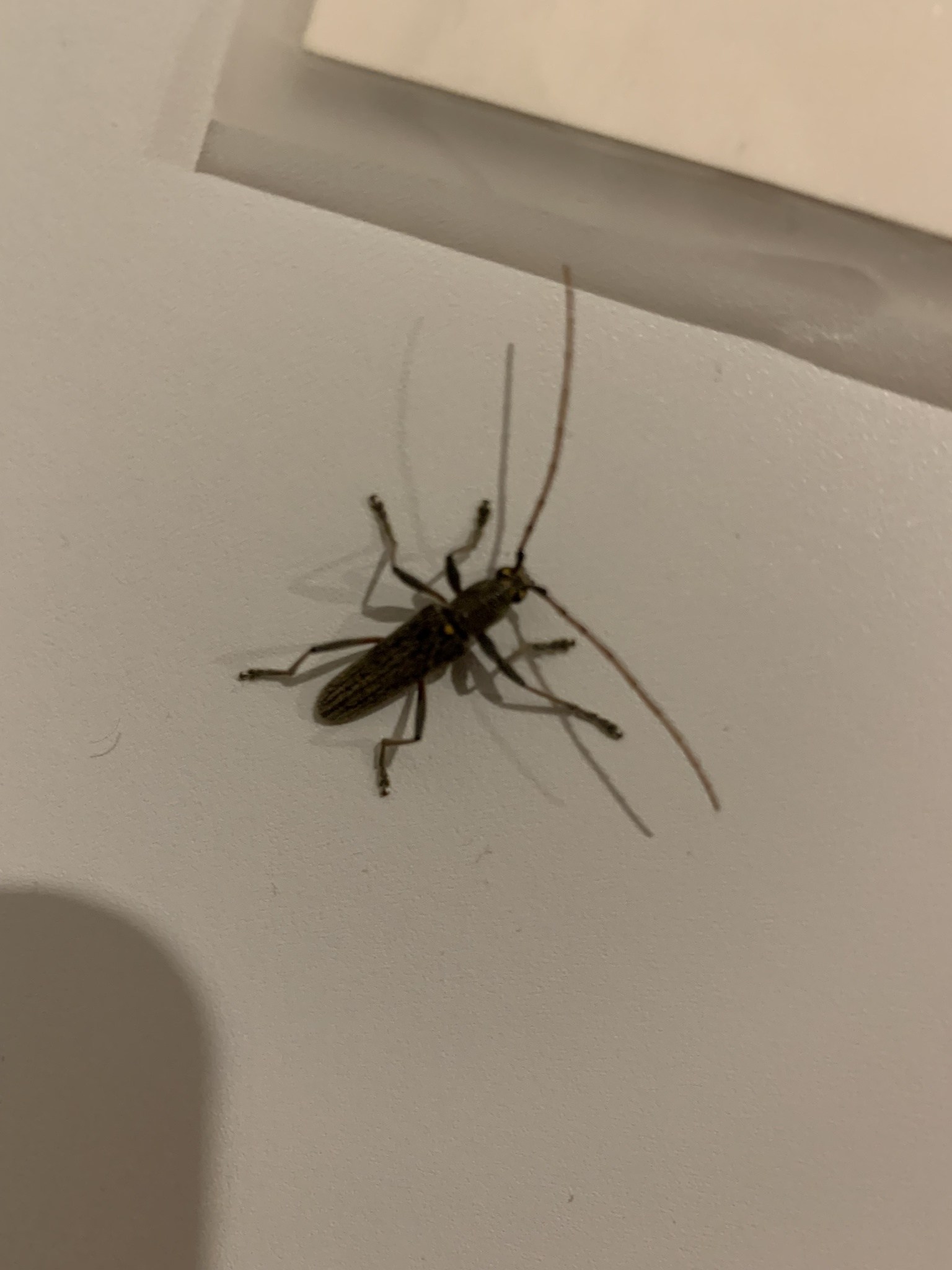 Oemona hirta