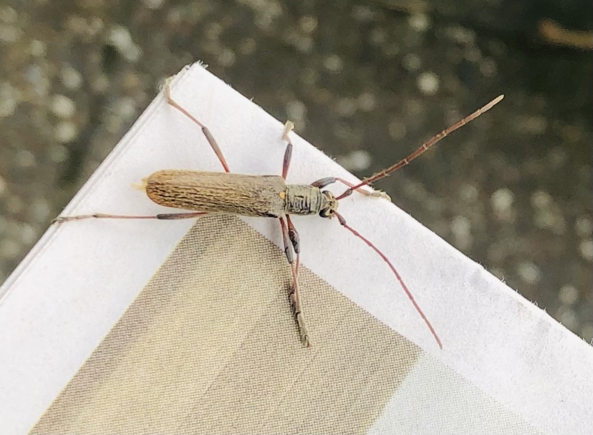 Oemona hirta