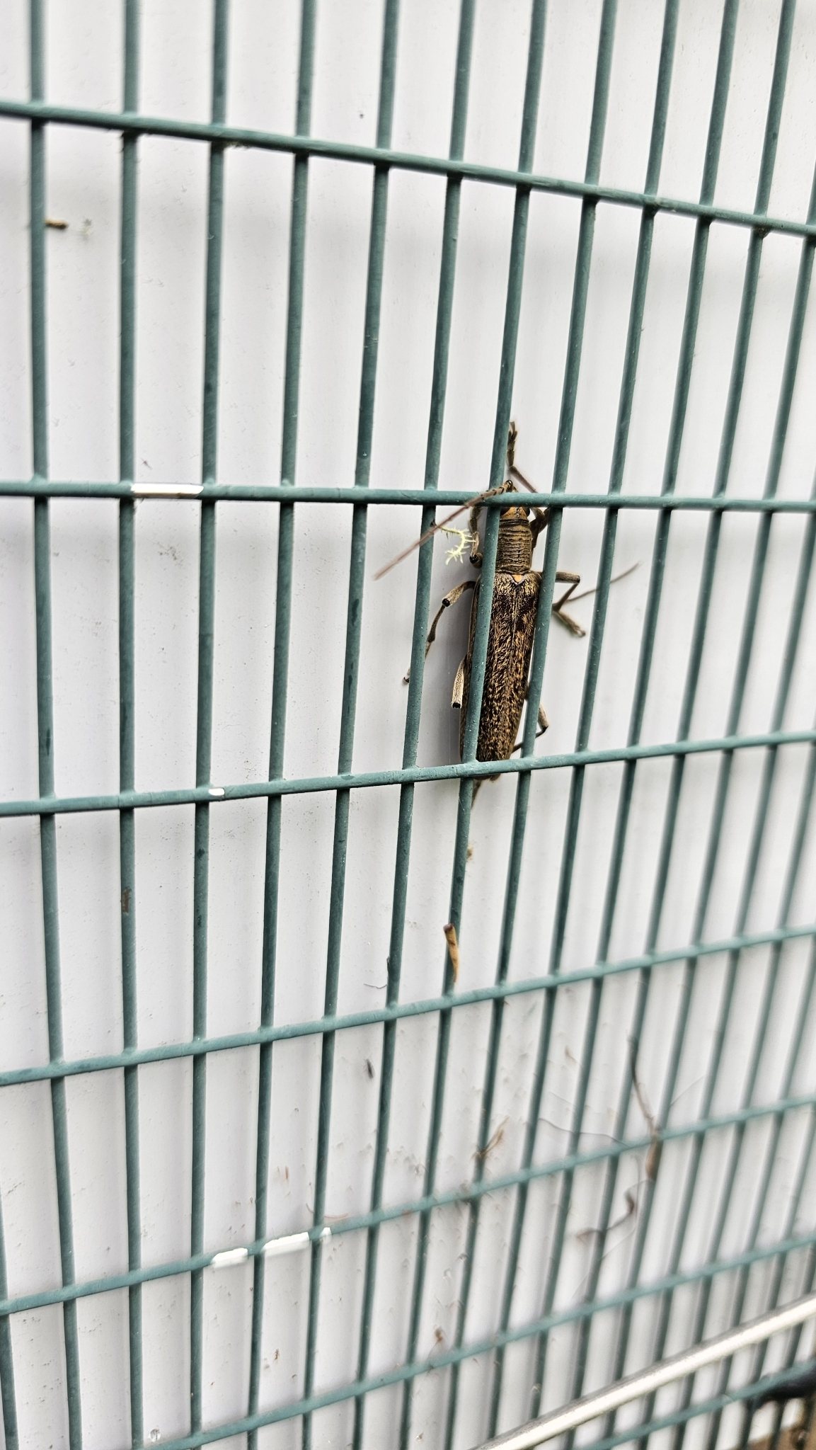 Oemona hirta